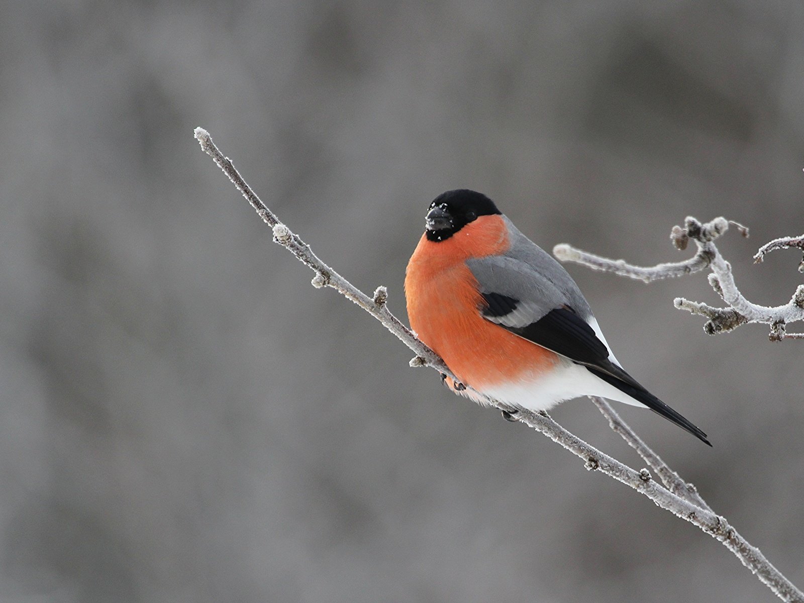 Обои ветка, природа, птицы, снегирь, branch, nature, birds, bullfinch разрешение 3979x2630 Загрузить