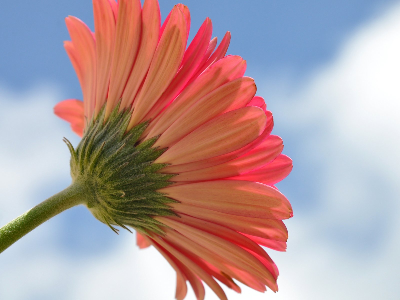 Обои небо, макро, цветок, гербера, the sky, macro, flower, gerbera разрешение 2048x1360 Загрузить