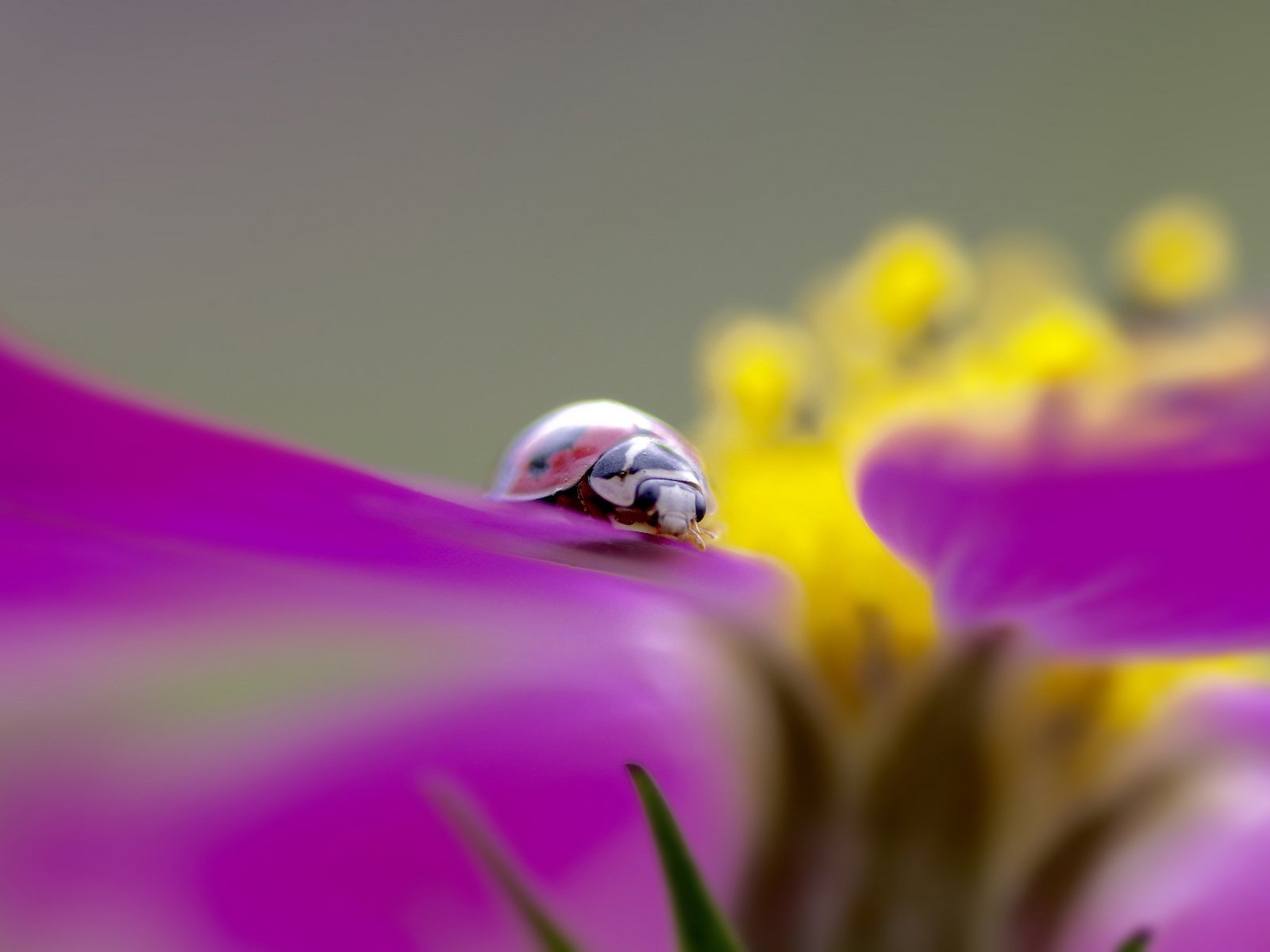 Обои насекомое, цветок, божья коровка, insect, flower, ladybug разрешение 2048x1365 Загрузить