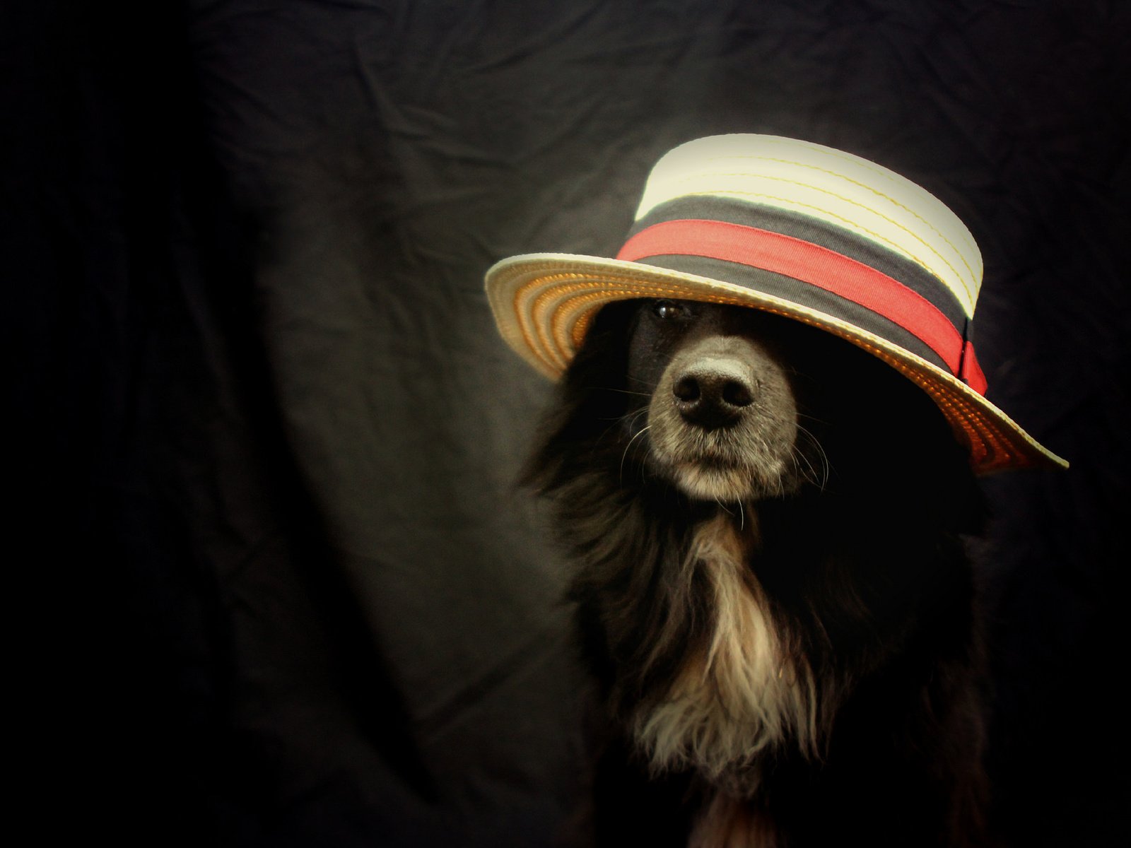 Обои взгляд, друг, шляпа, бордер-колли, look, each, hat, the border collie разрешение 2048x1365 Загрузить