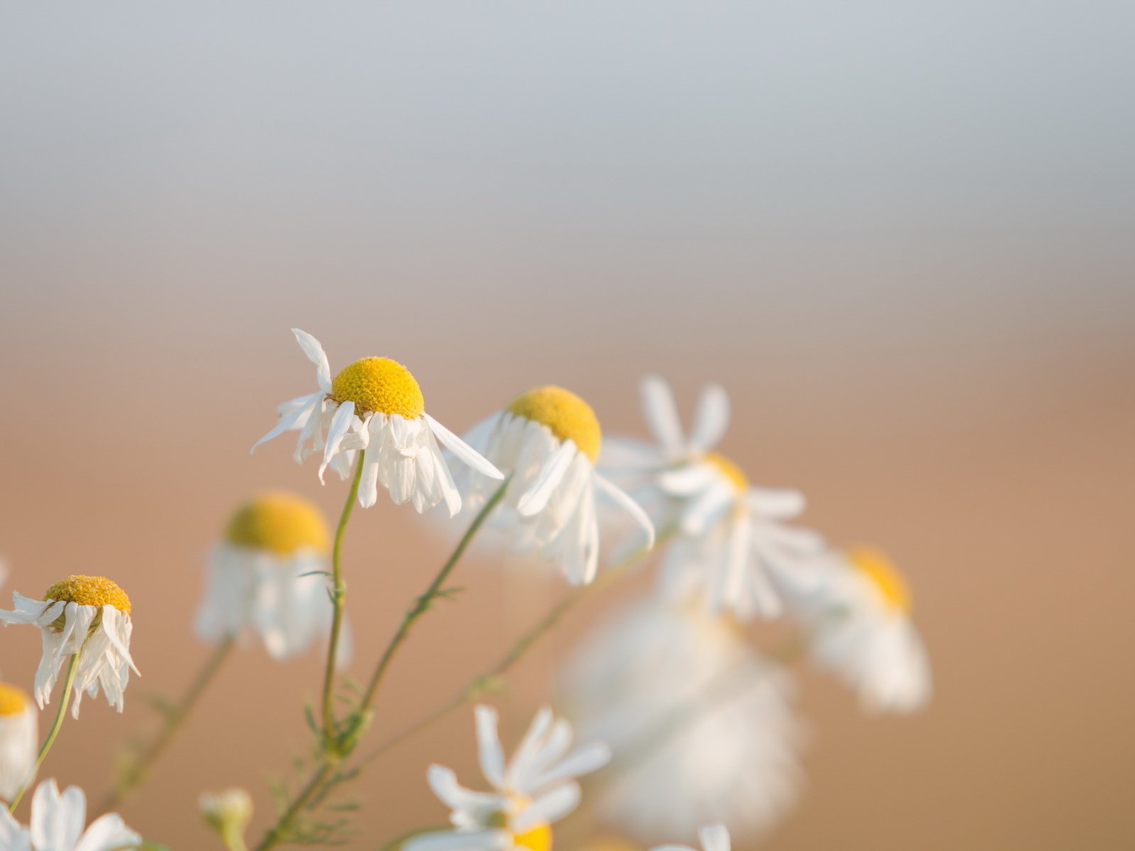 Обои цветы, природа, макро, фон, ромашки, flowers, nature, macro, background, chamomile разрешение 2560x1600 Загрузить