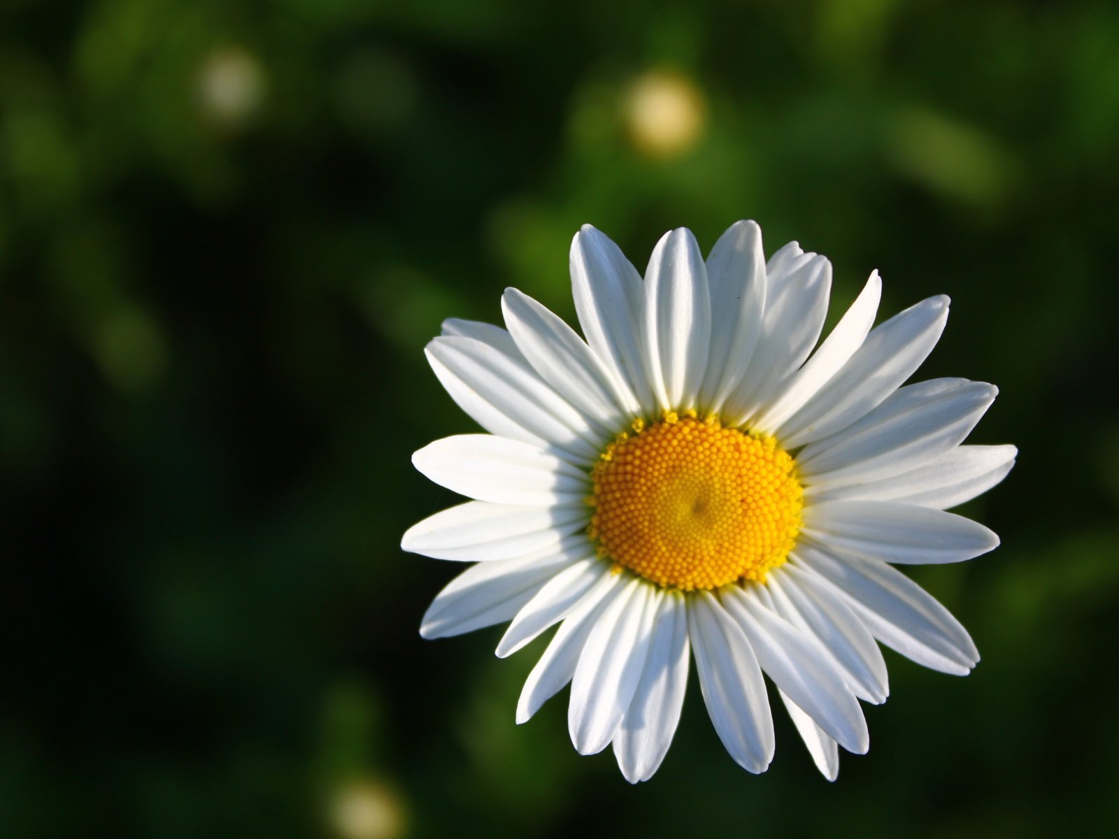 Обои зелёный, фон, цветок, ромашка, green, background, flower, daisy разрешение 5184x3456 Загрузить