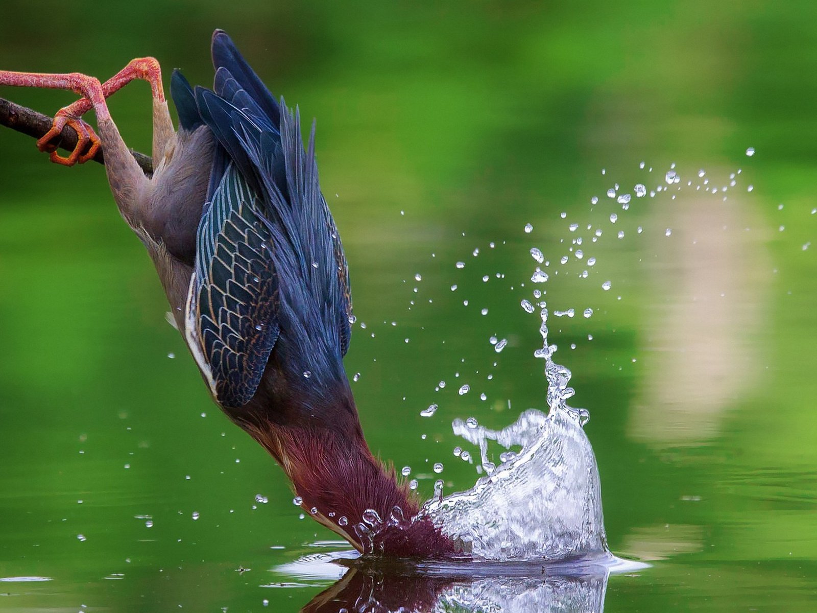 Обои вода, брызги, птица, цапля, американская зеленая кваква, water, squirt, bird, heron, the american green heron разрешение 1920x1200 Загрузить