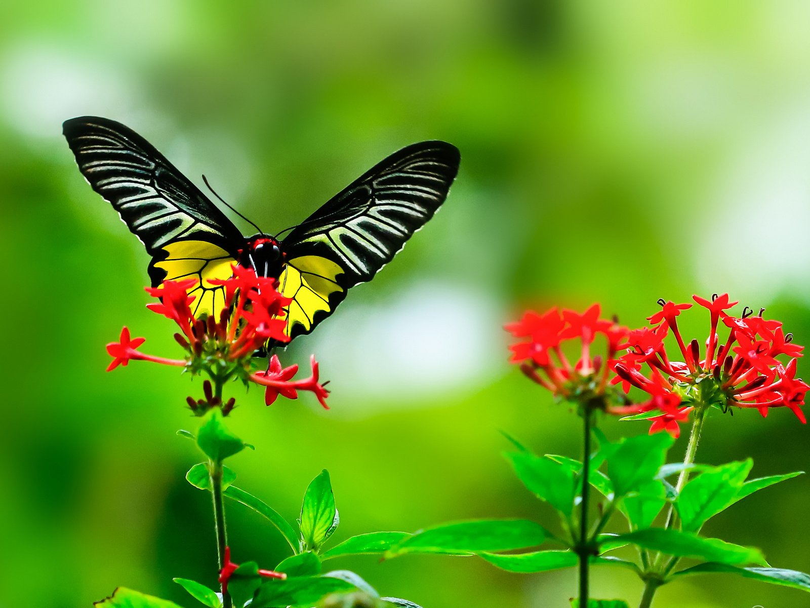 Обои листья, макро, цветок, бабочка, крылья, насекомые, растение, leaves, macro, flower, butterfly, wings, insects, plant разрешение 2048x1319 Загрузить