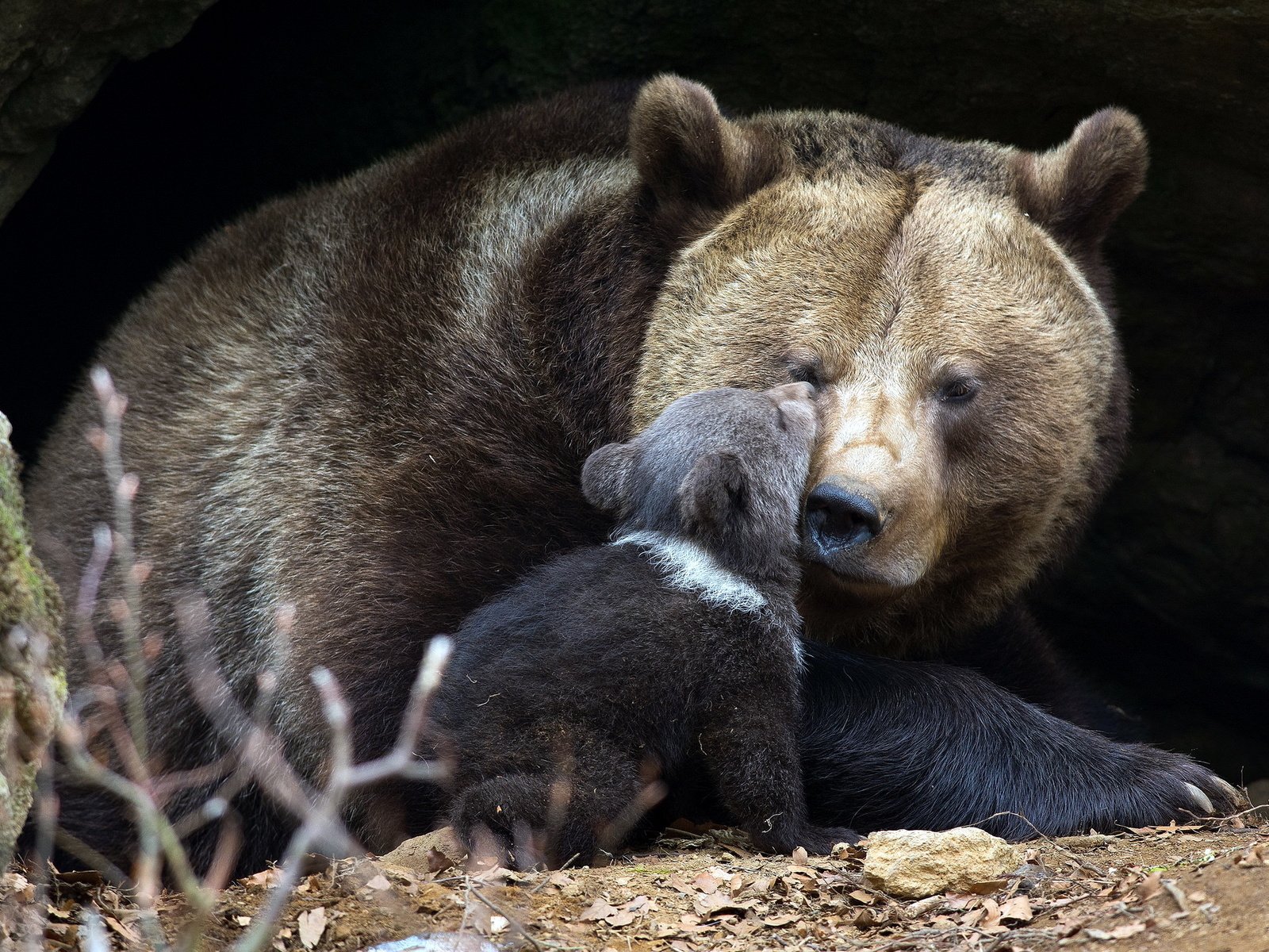 Обои природа, фон, медведи, медвежонок, медведица, nature, background, bears, bear разрешение 2048x1365 Загрузить