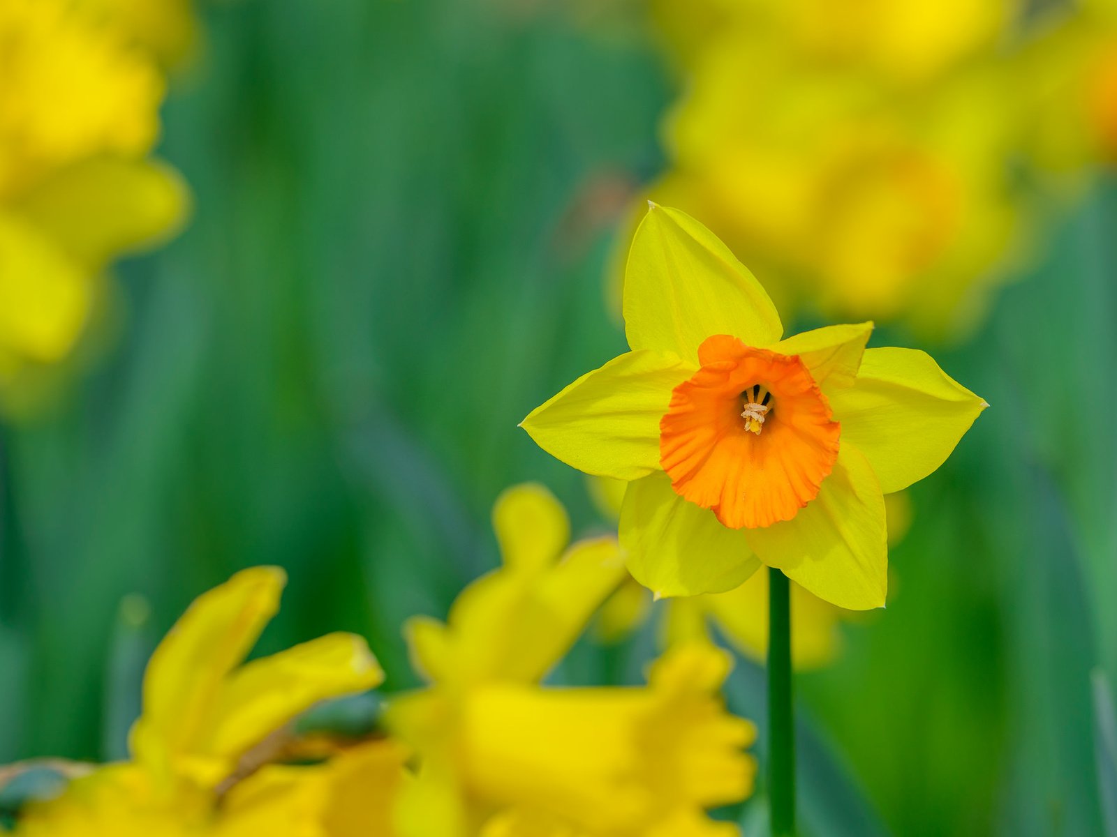 Обои цветы, размытость, весна, нарциссы, желтые, flowers, blur, spring, daffodils, yellow разрешение 2048x1345 Загрузить