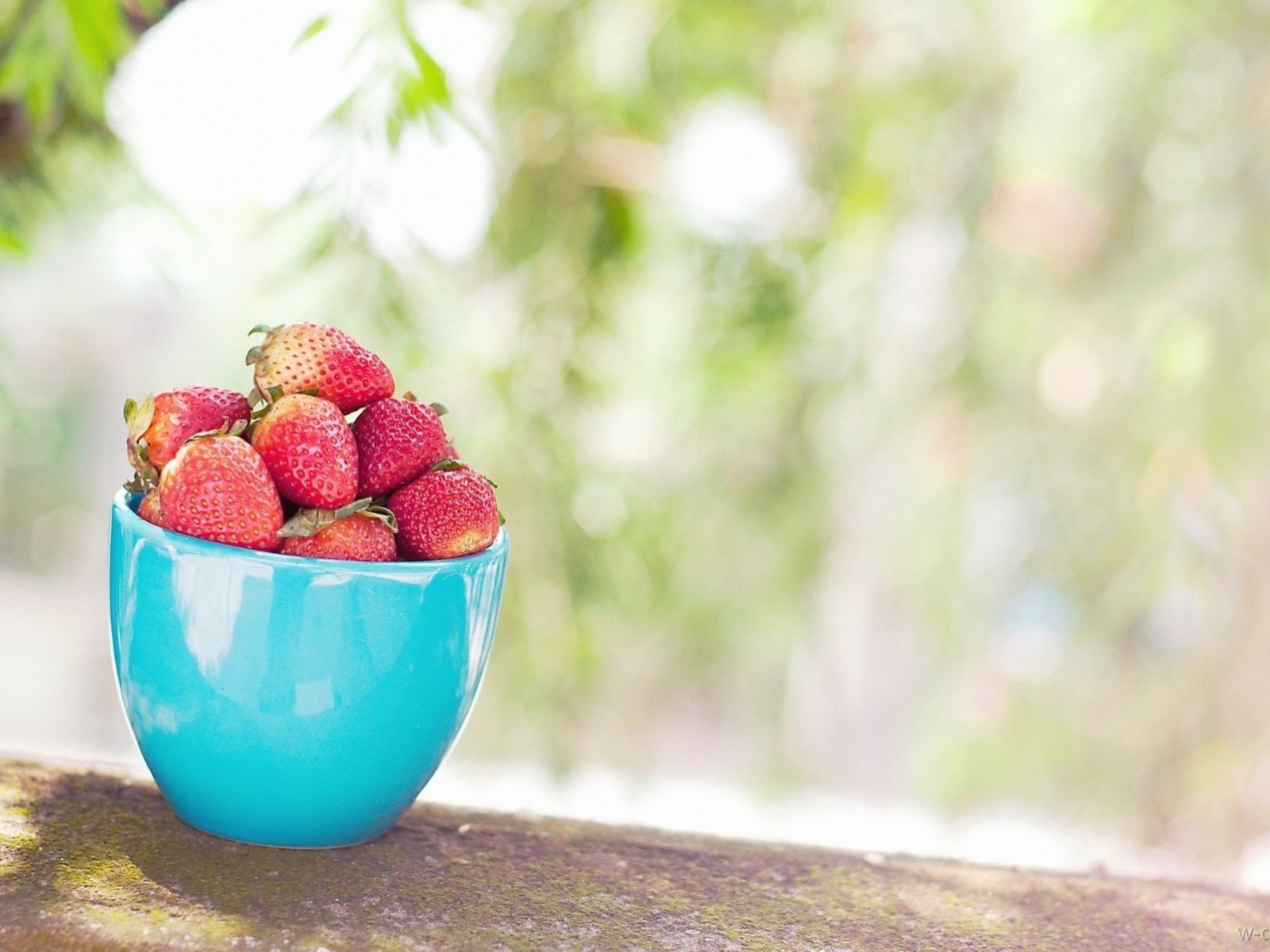 Обои листья, фон, клубника, размытость, ягоды, чашка, голубая, leaves, background, strawberry, blur, berries, cup, blue разрешение 1920x1275 Загрузить