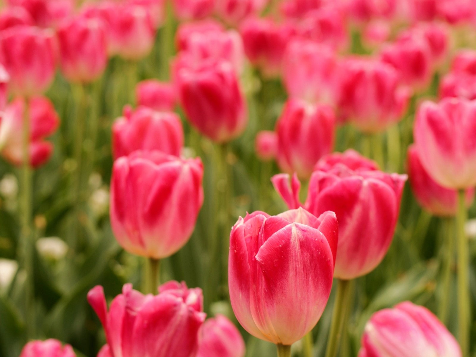 Обои цветы, поле, весна, тюльпаны, flowers, field, spring, tulips разрешение 3872x2592 Загрузить