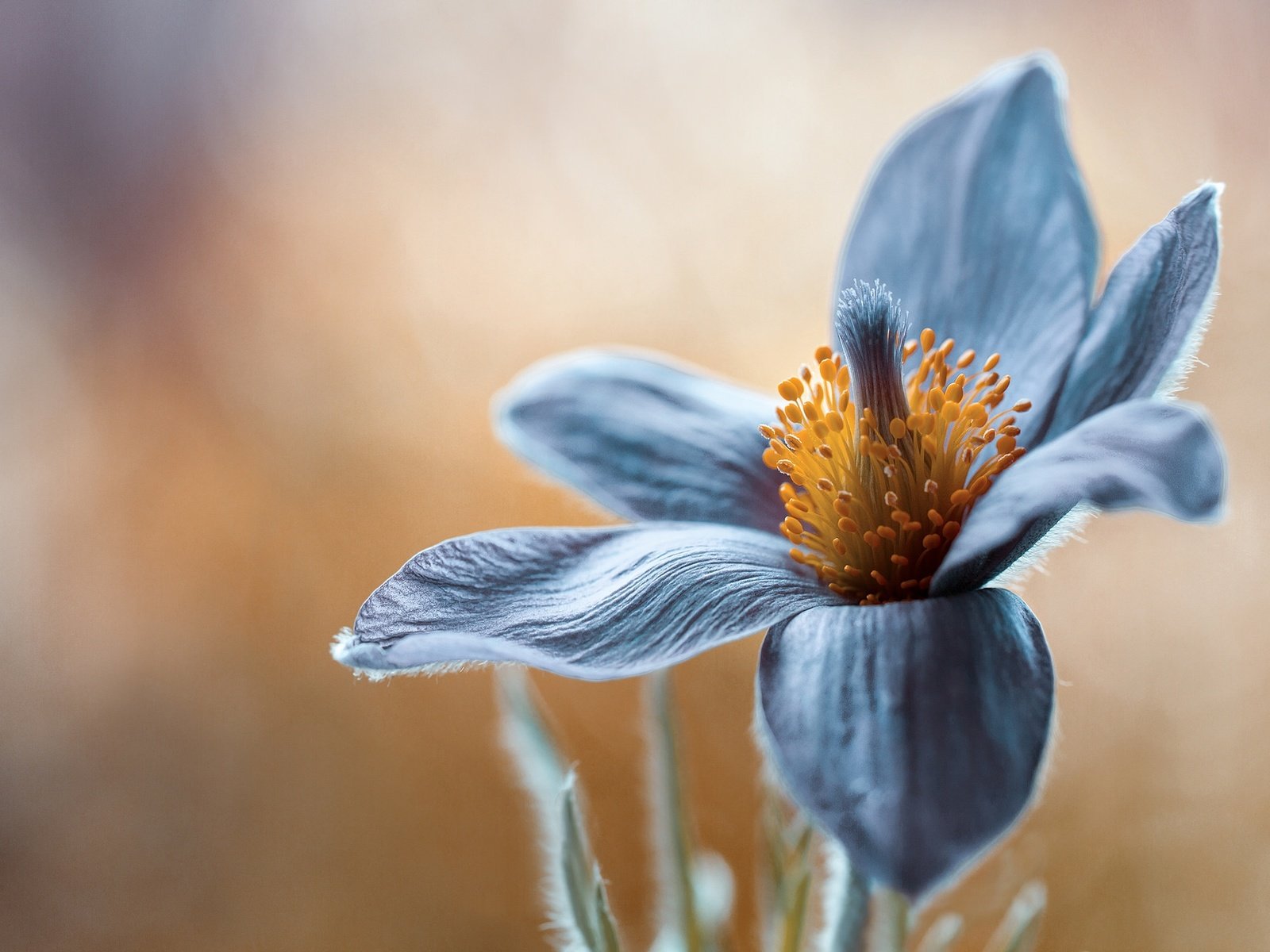 Обои макро, цветок, лепестки, весна, сон-трава, прострел, pulsatilla, macro, flower, petals, spring, sleep-grass, cross разрешение 2048x1397 Загрузить