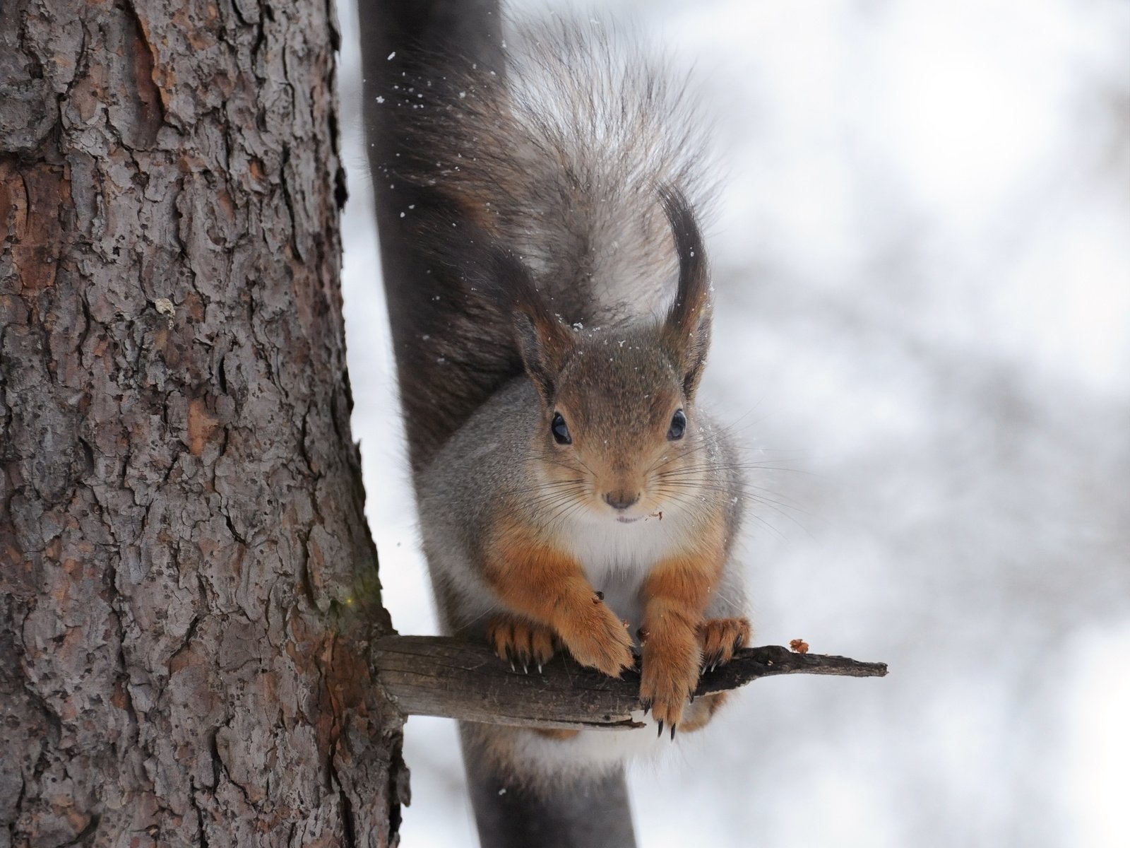 Обои дерево, зима, белка, белочка, anna verdina, tree, winter, protein, squirrel разрешение 3328x2536 Загрузить