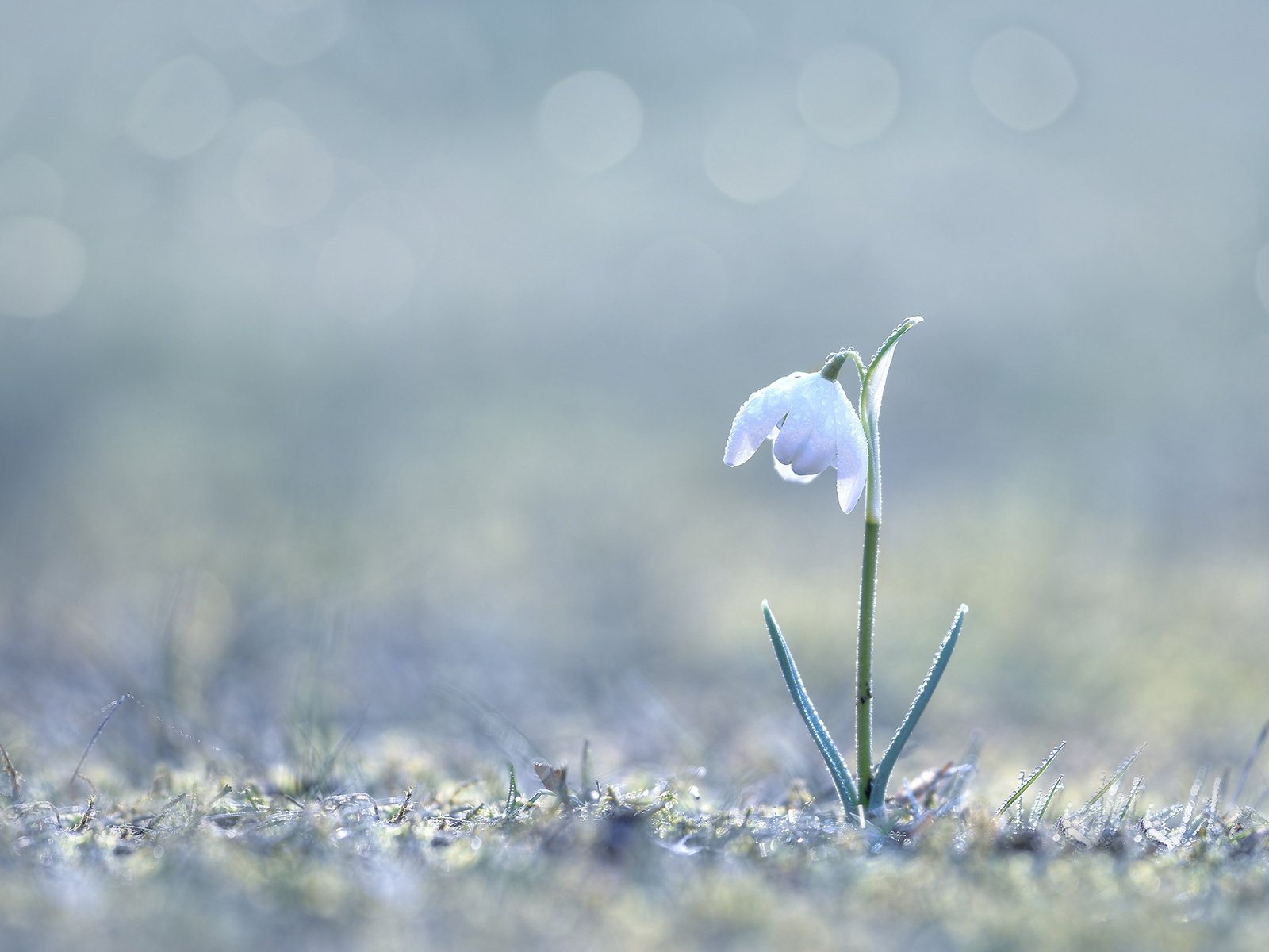 Обои трава, природа, макро, цветок, весна, боке, подснежник, grass, nature, macro, flower, spring, bokeh, snowdrop разрешение 2000x1333 Загрузить