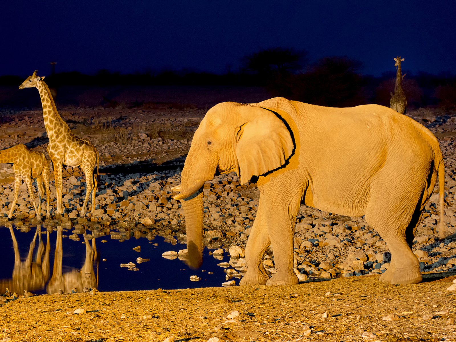 Обои слон, африка, жираф, водопой, намибия, etosha national park, elephant, africa, giraffe, drink, namibia разрешение 2048x1365 Загрузить