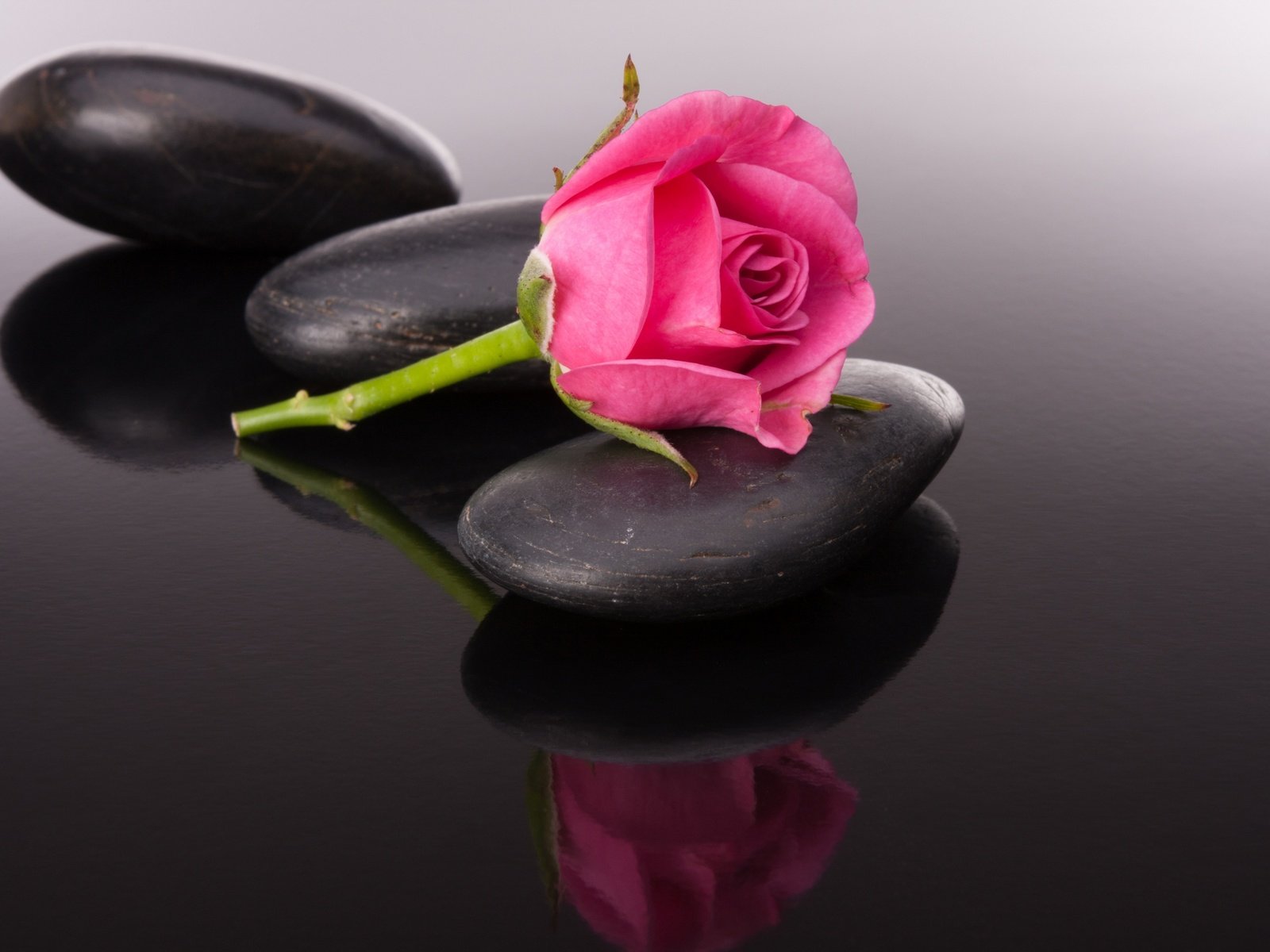 Обои камни, отражение, цветок, роза, бутон, черный фон, камени, stones, reflection, flower, rose, bud, black background, kameni разрешение 5000x3333 Загрузить