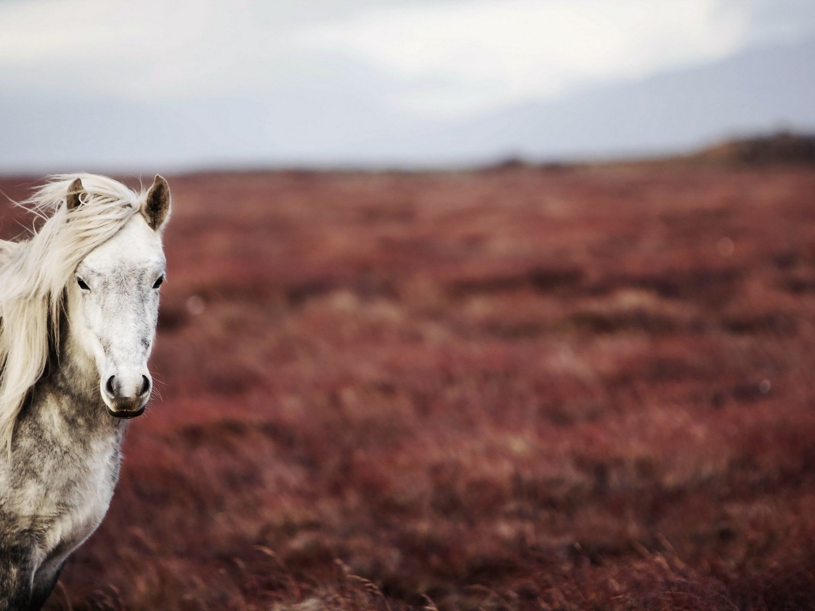 Обои лошадь, природа, поле, конь, horse, nature, field разрешение 1920x1200 Загрузить