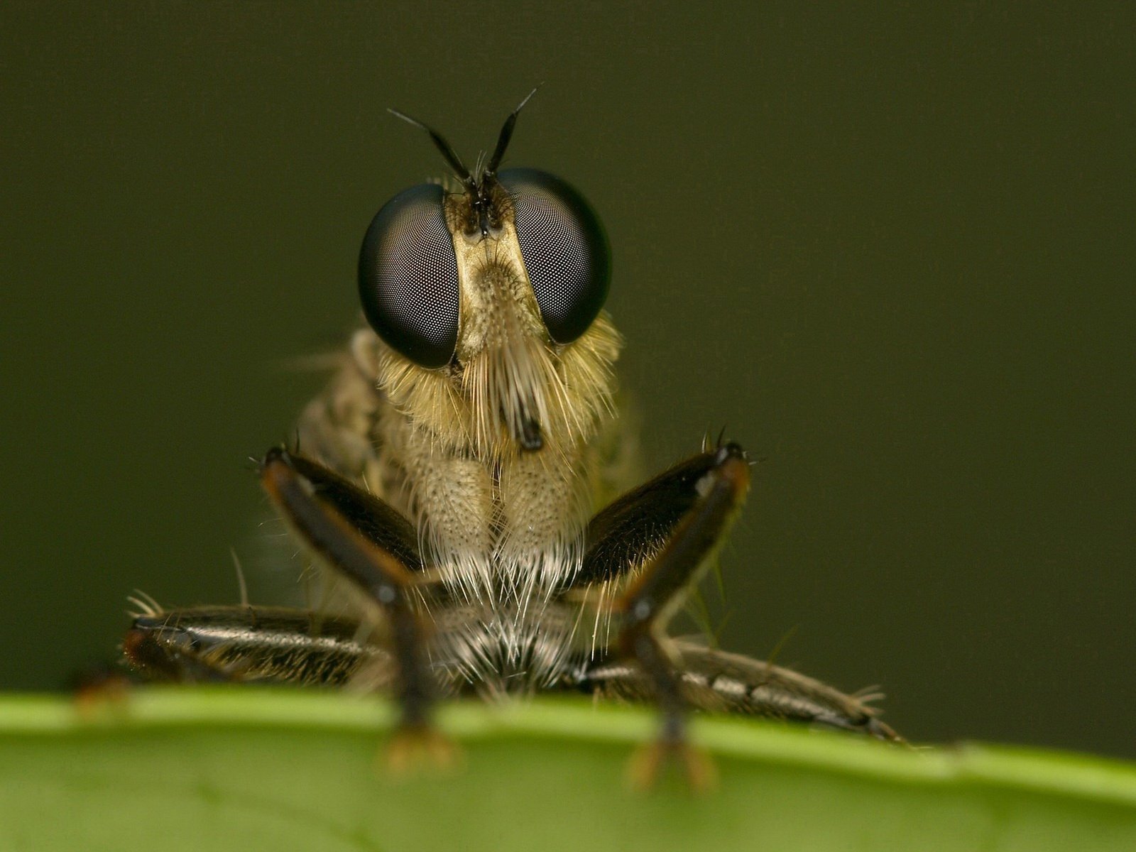 Обои глаза, макро, насекомое, лапки, муха, крупным планом, eyes, macro, insect, legs, fly, closeup разрешение 1920x1444 Загрузить