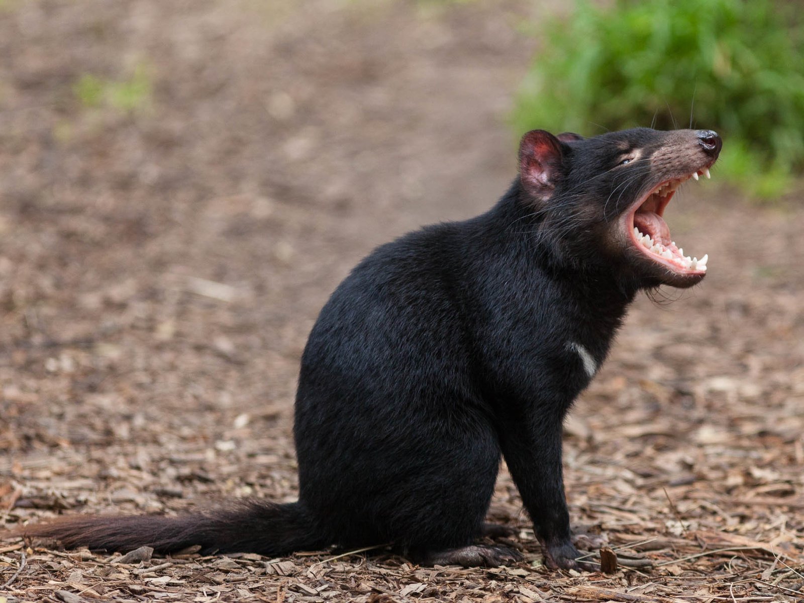 Обои зверек, пасть, тасманийский дьявол, animal, mouth, tasmanian devil разрешение 2050x1367 Загрузить