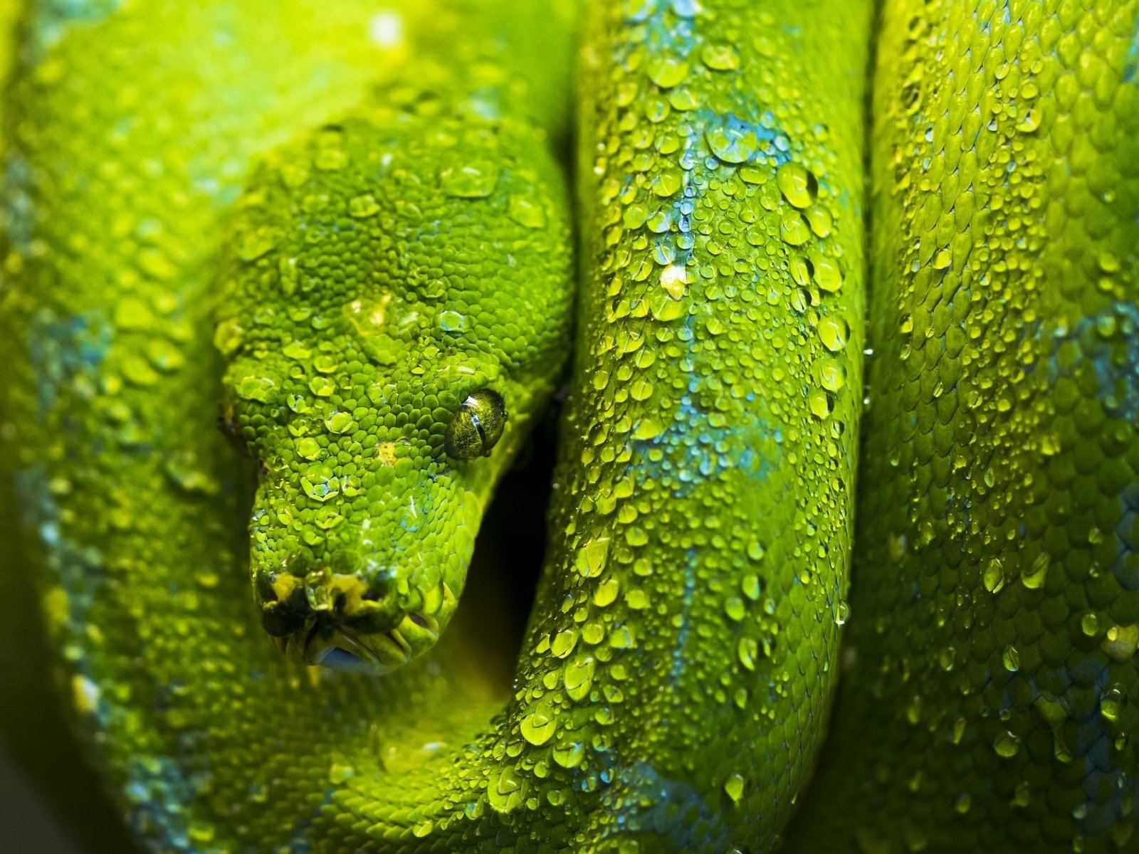 Обои зелёный, змея, чешуя, голова, green, snake, scales, head разрешение 2048x1518 Загрузить