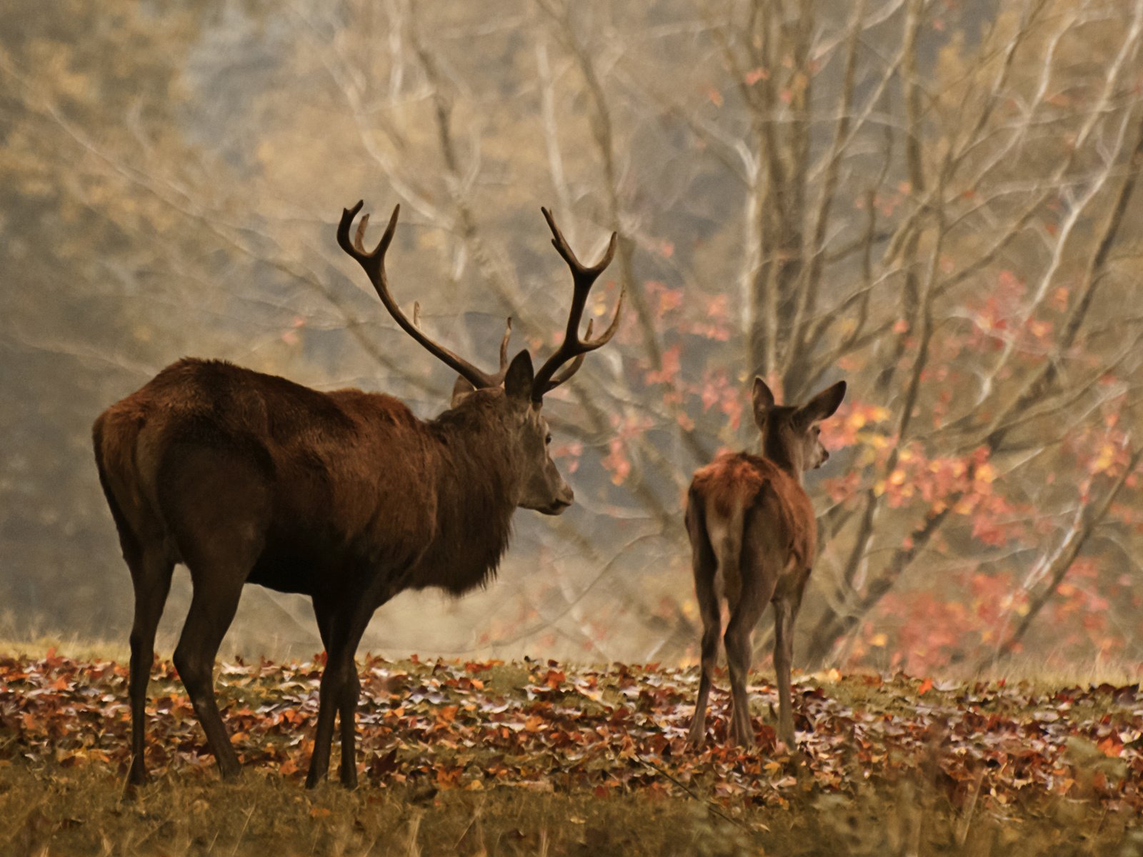 Обои лес, олень, осень, рога, олени, осенние листья, forest, deer, autumn, horns, autumn leaves разрешение 3001x1645 Загрузить