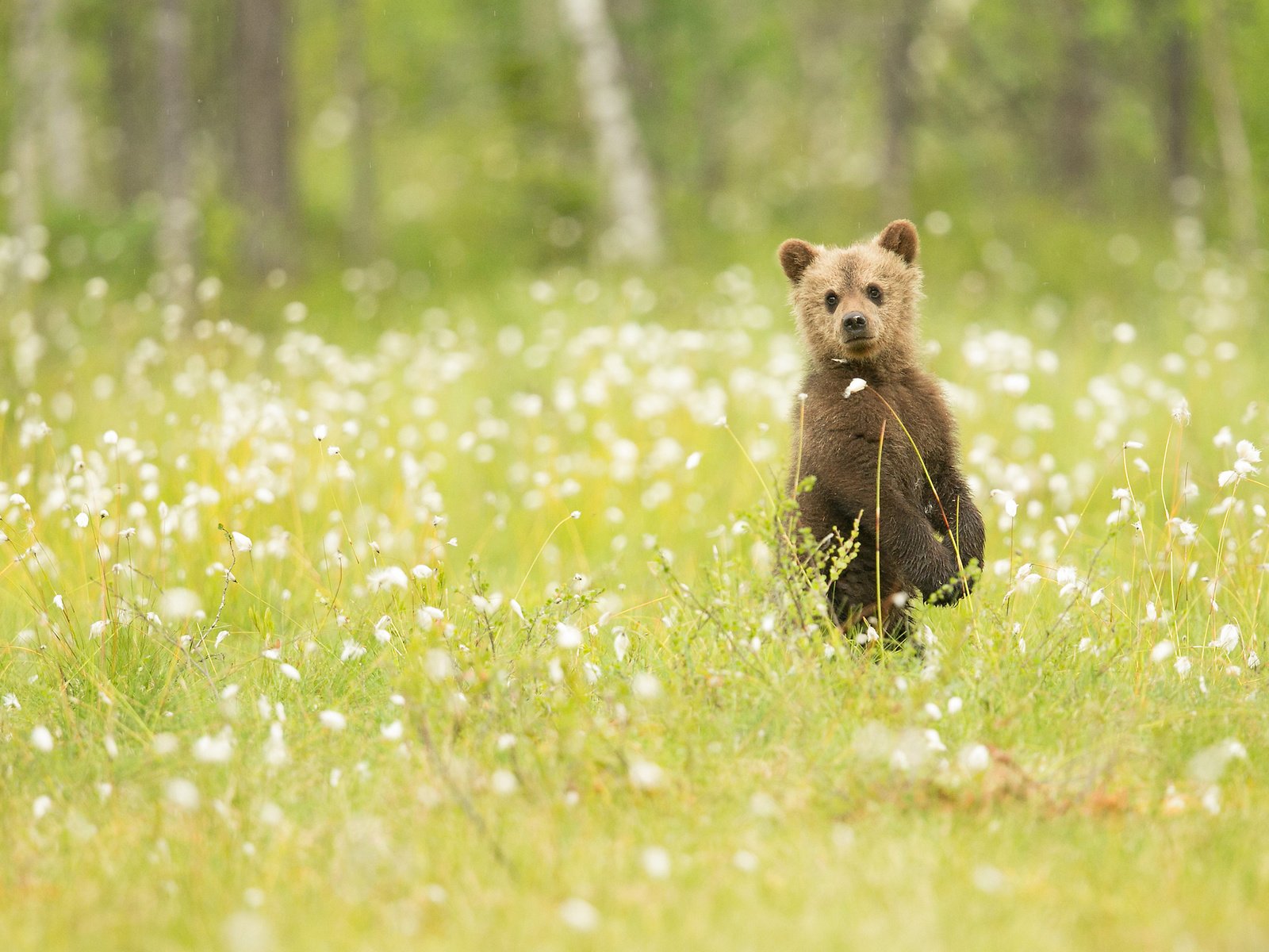 Обои цветы, трава, природа, медведь, наблюдение, медвежонок, flowers, grass, nature, bear, observation разрешение 2048x1365 Загрузить