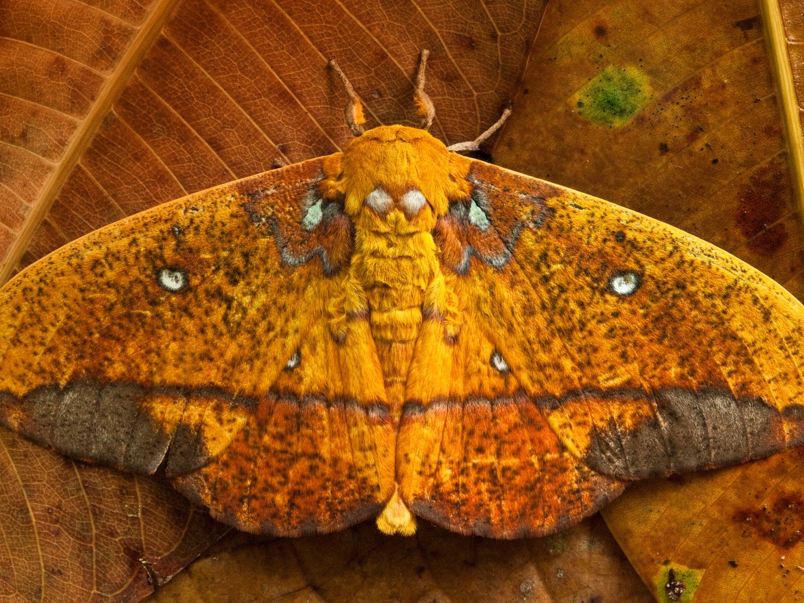 Обои листья, бабочка, крылья, saturniid moth, yasuni national park, эквадор, leaves, butterfly, wings, ecuador разрешение 1920x1200 Загрузить