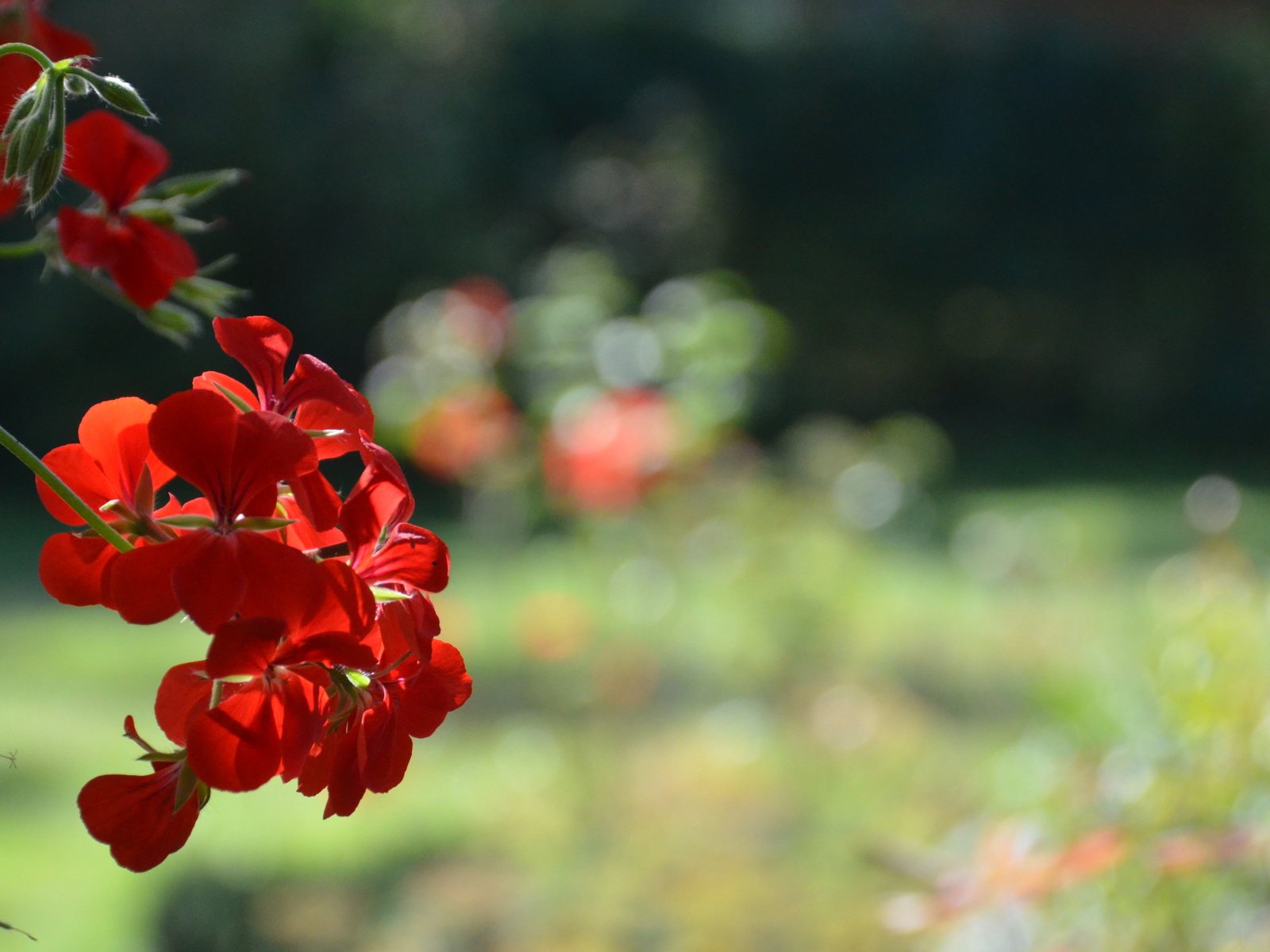 Обои природа, цветок, красный, nature, flower, red разрешение 4928x3264 Загрузить