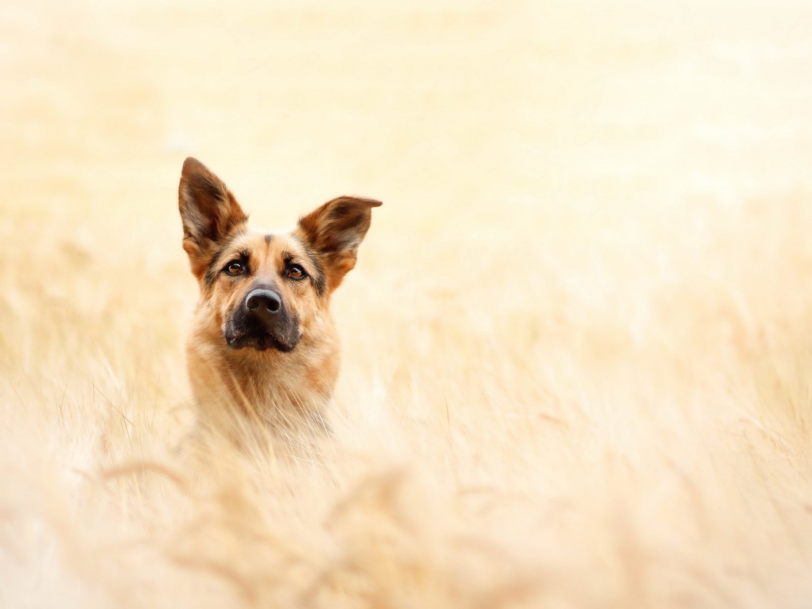 Обои взгляд, собака, друг, овчарка, look, dog, each, shepherd разрешение 2880x1781 Загрузить