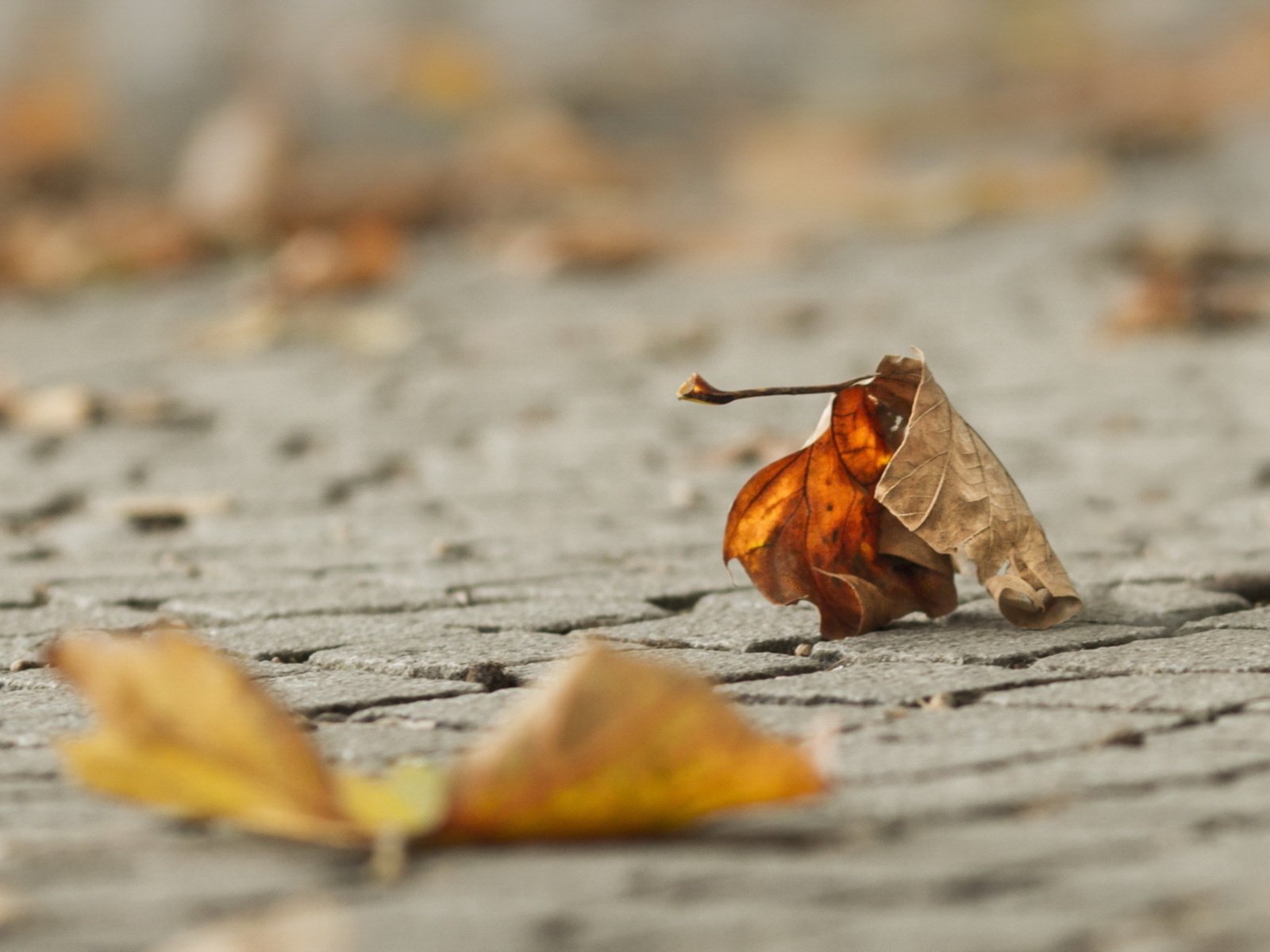 Обои листья, макро, осень, leaves, macro, autumn разрешение 1920x1200 Загрузить