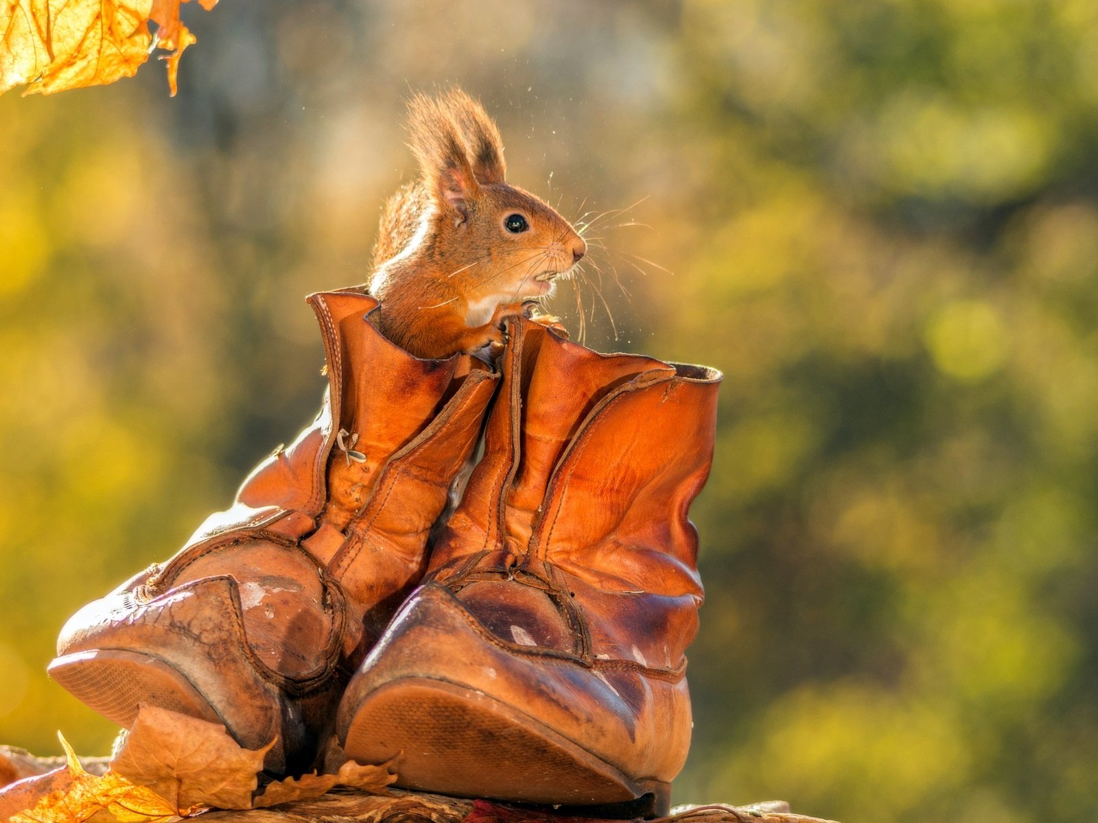 Обои осень, животное, белка, ботинки, грызун, autumn, animal, protein, shoes, rodent разрешение 2048x1365 Загрузить