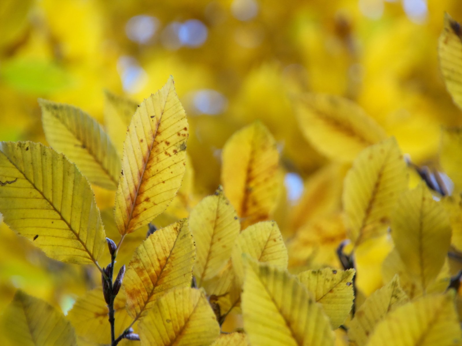 Обои природа, листья, осень, nature, leaves, autumn разрешение 2048x1365 Загрузить