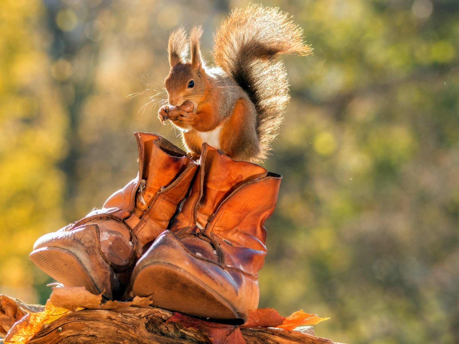 Обои листья, осень, животное, белка, орех, ботинки, грызун, leaves, autumn, animal, protein, walnut, shoes, rodent разрешение 2048x1365 Загрузить