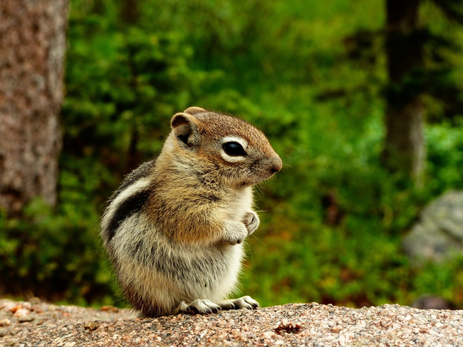 Обои природа, животное, зверек, бурундук, грызун, nature, animal, chipmunk, rodent разрешение 2880x2160 Загрузить