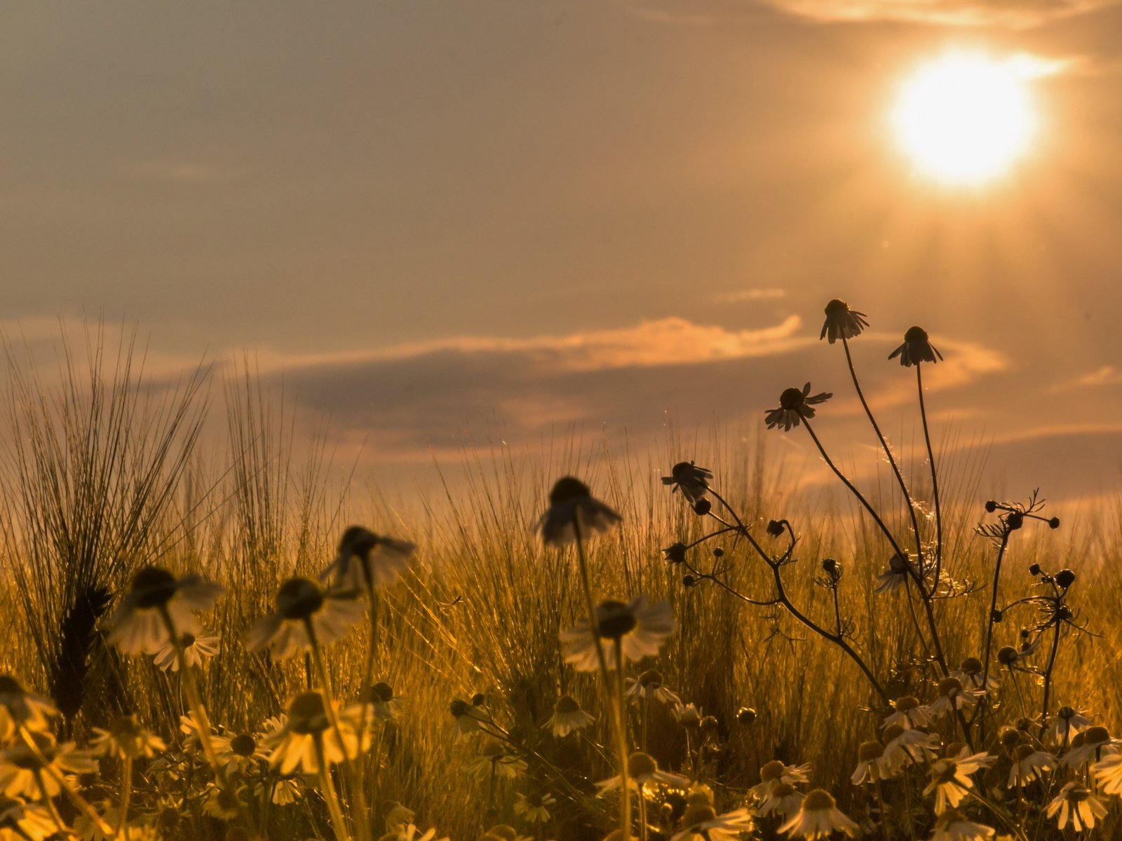 Обои закат, поле, ромашки, sunset, field, chamomile разрешение 5184x3218 Загрузить