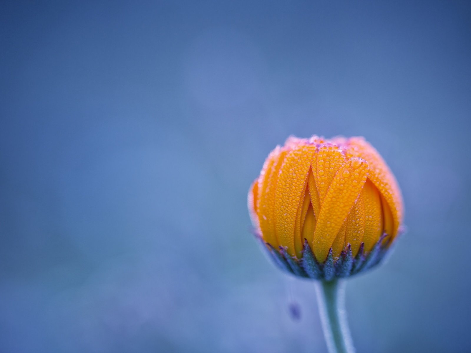 Обои фон, цветок, роса, капли, бутон, background, flower, rosa, drops, bud разрешение 2048x1365 Загрузить