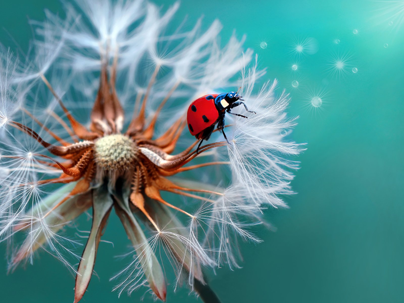 Обои жук, макро, божья коровка, одуванчик, beetle, macro, ladybug, dandelion разрешение 2048x1407 Загрузить