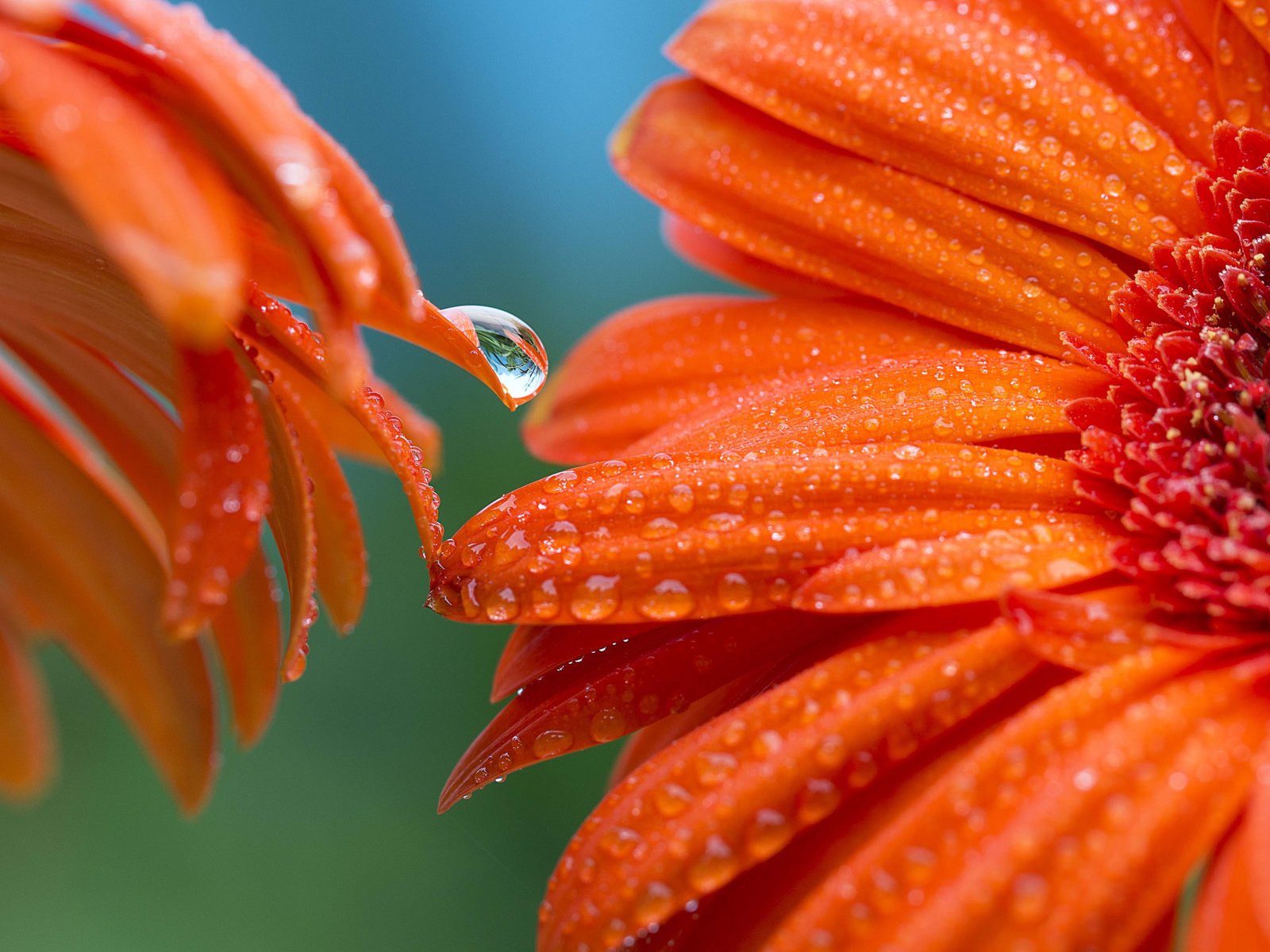 Обои цветы, фон, роса, лепестки, оранжевые, гербера, flowers, background, rosa, petals, orange, gerbera разрешение 2048x1365 Загрузить