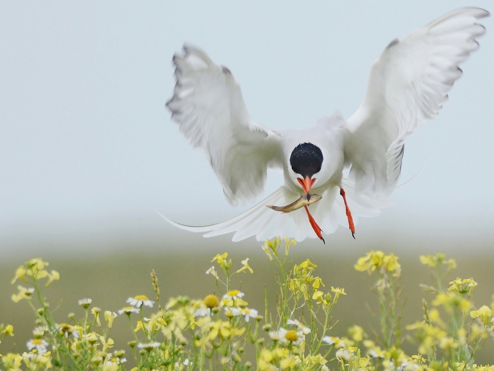 Обои цветы, полет, крылья, птица, рыбка, добыча, улов, крачка, flowers, flight, wings, bird, fish, mining, catch, tern разрешение 2048x1280 Загрузить