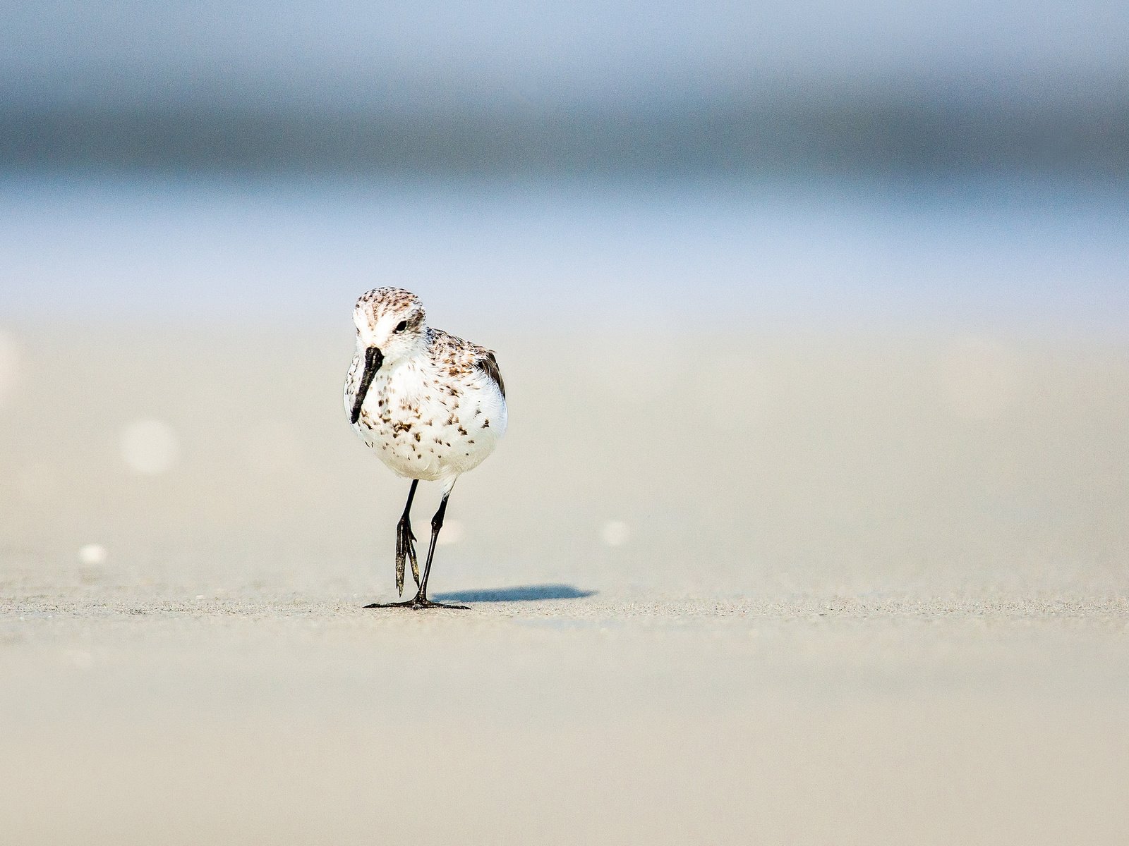 Обои солнце, песок, пляж, лето, птица, боке, the sun, sand, beach, summer, bird, bokeh разрешение 2048x1366 Загрузить