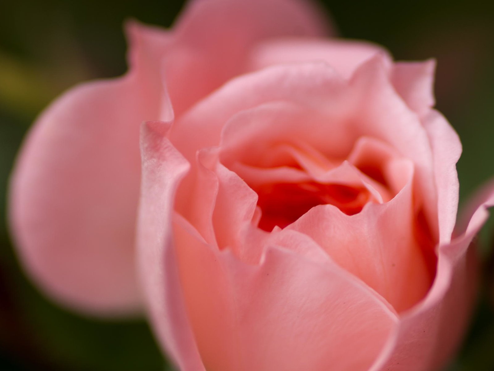 Обои макро, цветок, роза, лепестки, розовая, macro, flower, rose, petals, pink разрешение 2048x1360 Загрузить