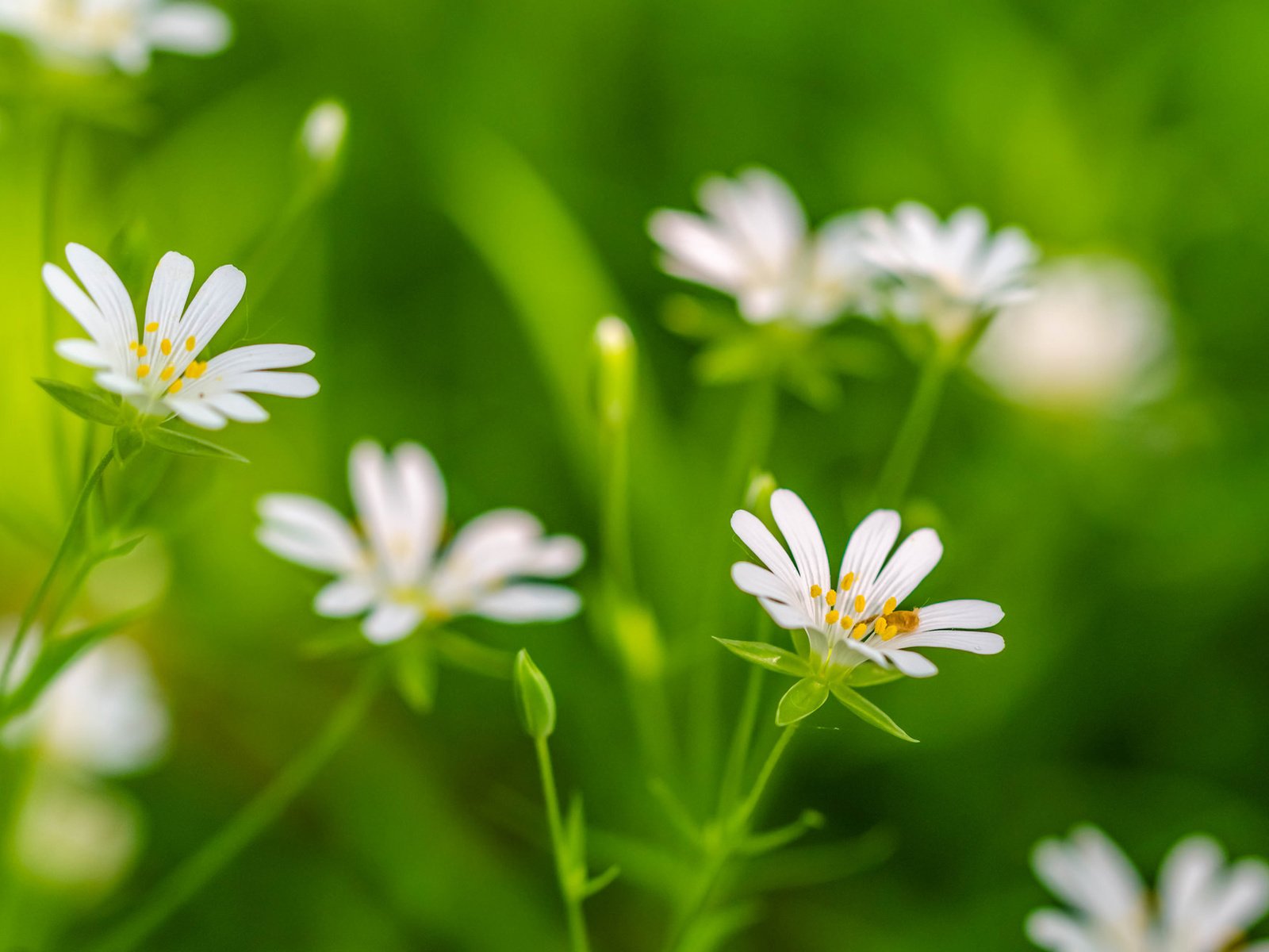 Обои цветы, трава, лепестки, растение, flowers, grass, petals, plant разрешение 2048x1305 Загрузить