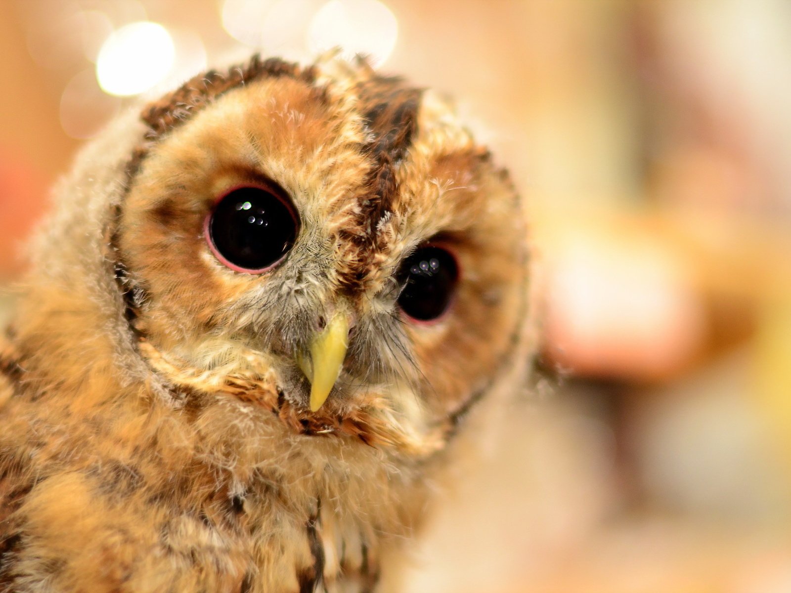 Обои сова, природа, фон, клюв, совенок, owl, nature, background, beak, owlet разрешение 2048x1356 Загрузить