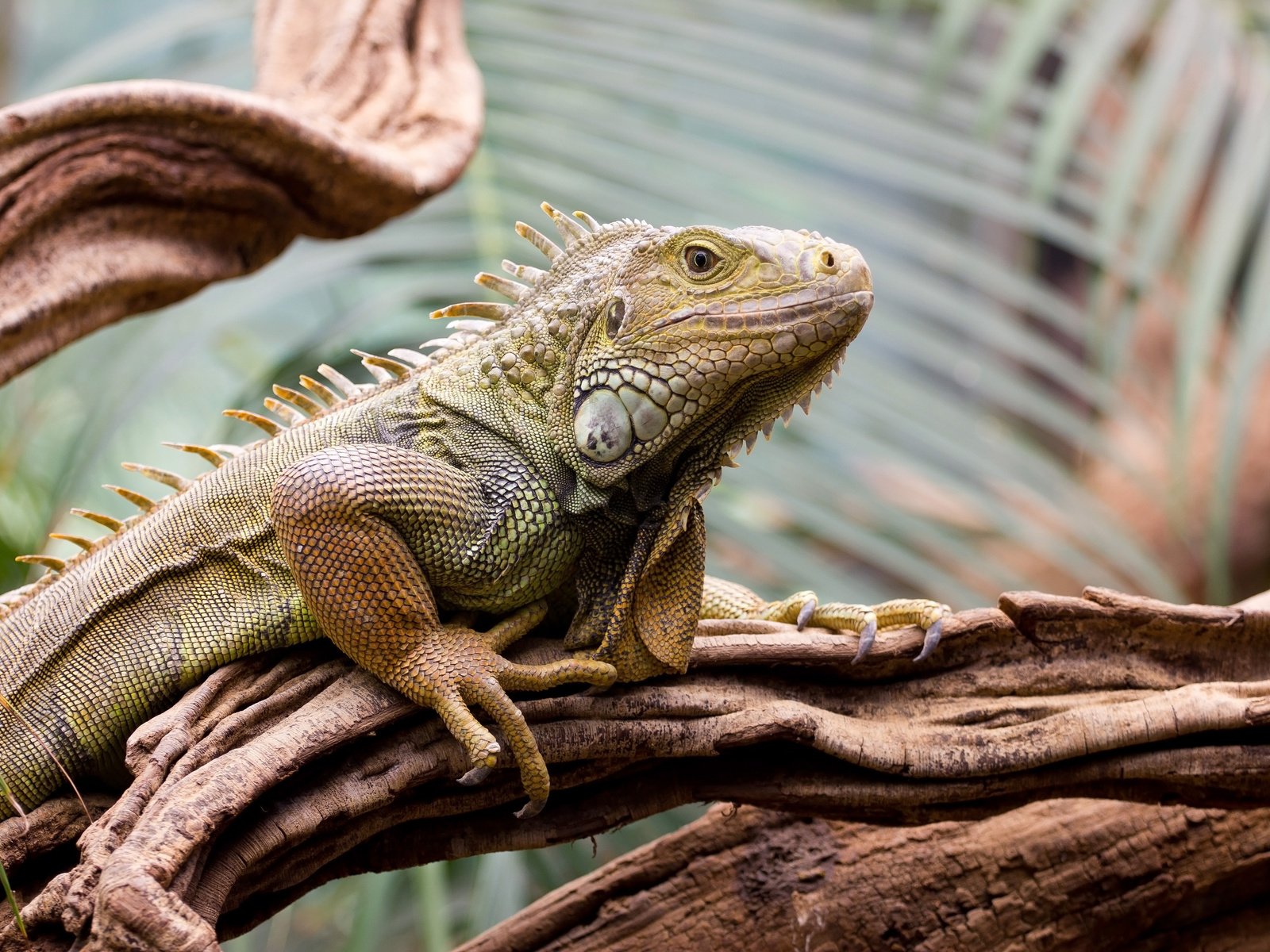 Обои дерево, ящерица, рептилия, игуана, пресмыкающиеся, tree, lizard, reptile, iguana, reptiles разрешение 4200x2800 Загрузить