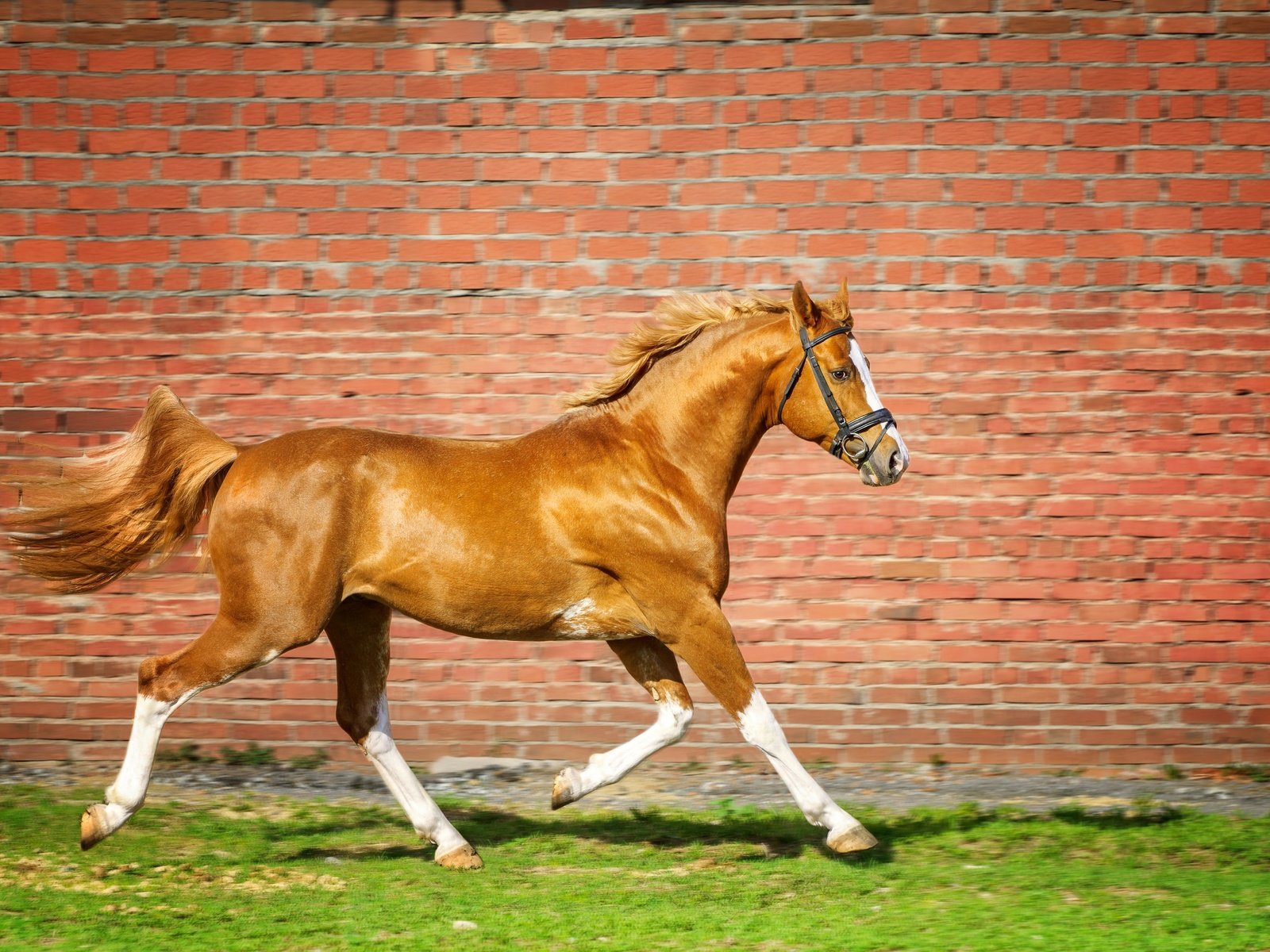 Обои лошадь, трава, стена, кирпич, конь, бег, horse, grass, wall, brick, running разрешение 2880x1920 Загрузить