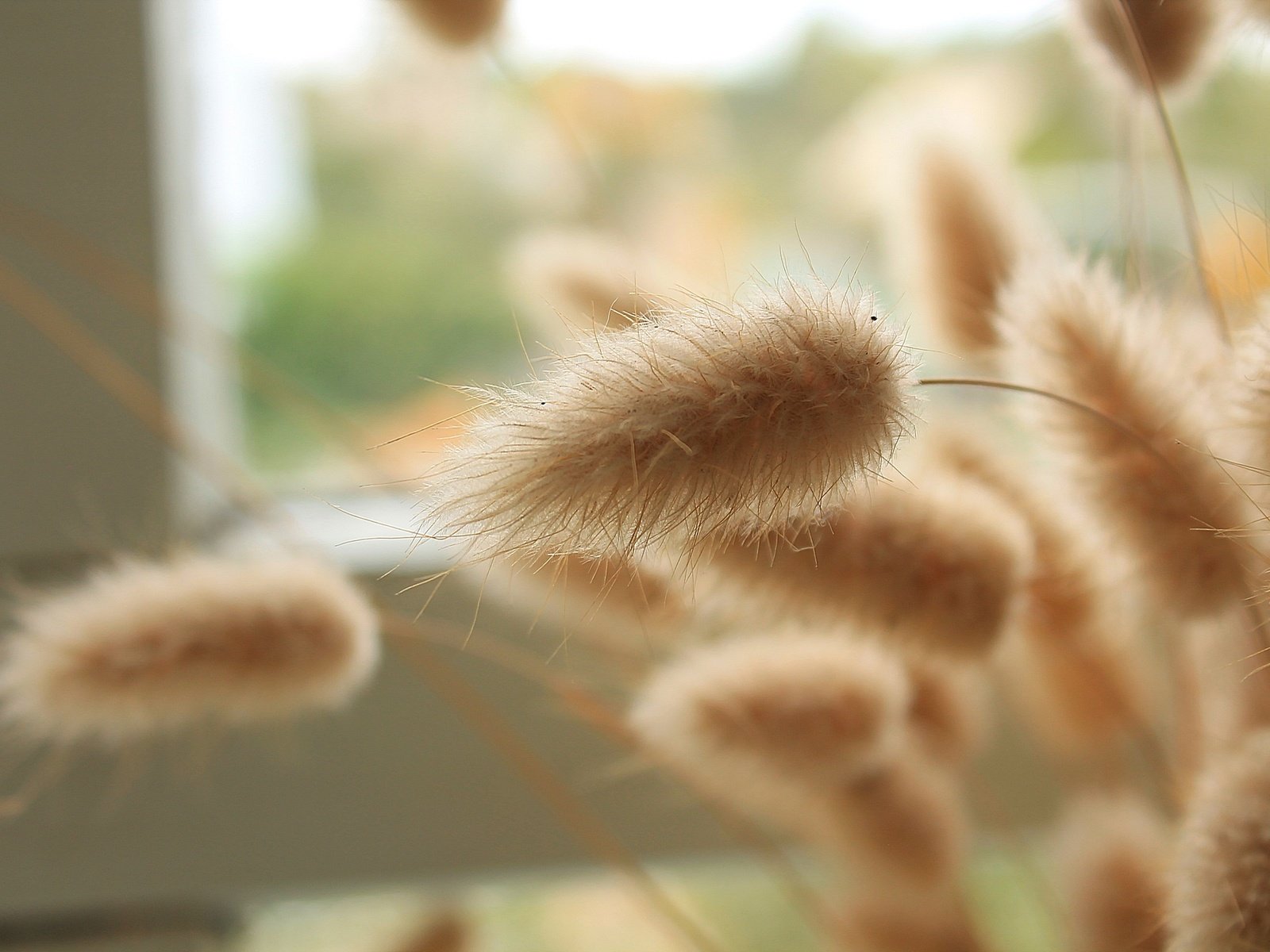 Обои трава, колоски, пушистые, окно, крупным планом, grass, spikelets, fluffy, window, closeup разрешение 2264x1509 Загрузить