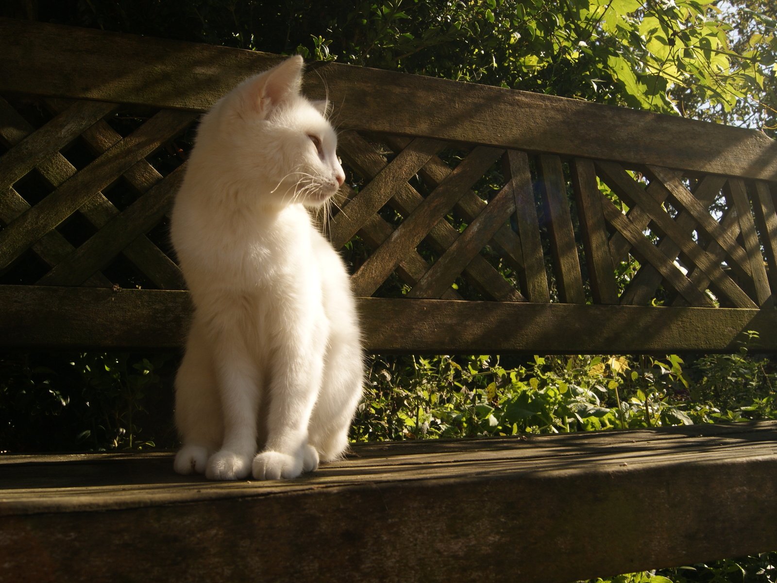 Обои свет, лучи, кошка, сидит, скамейка, белая, light, rays, cat, sitting, bench, white разрешение 4592x2576 Загрузить