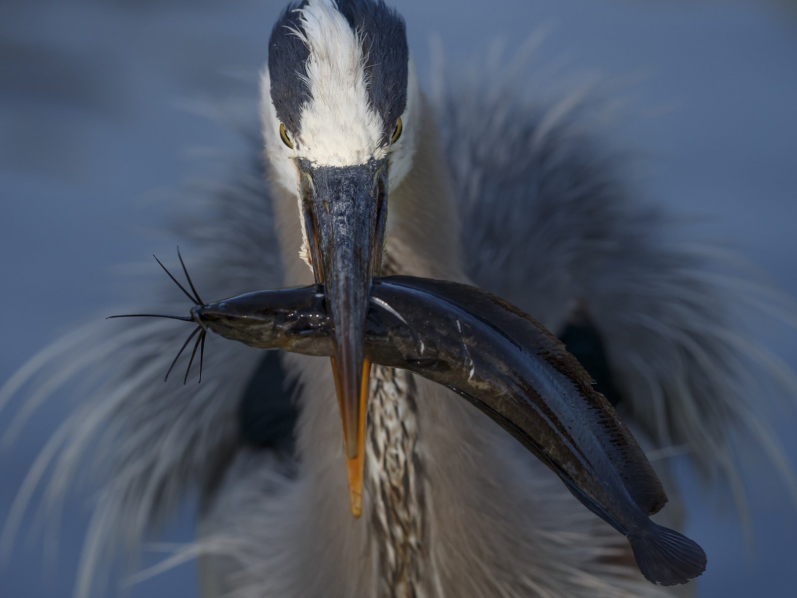 Обои птица, клюв, рыбка, улов, bird, beak, fish, catch разрешение 1920x1200 Загрузить