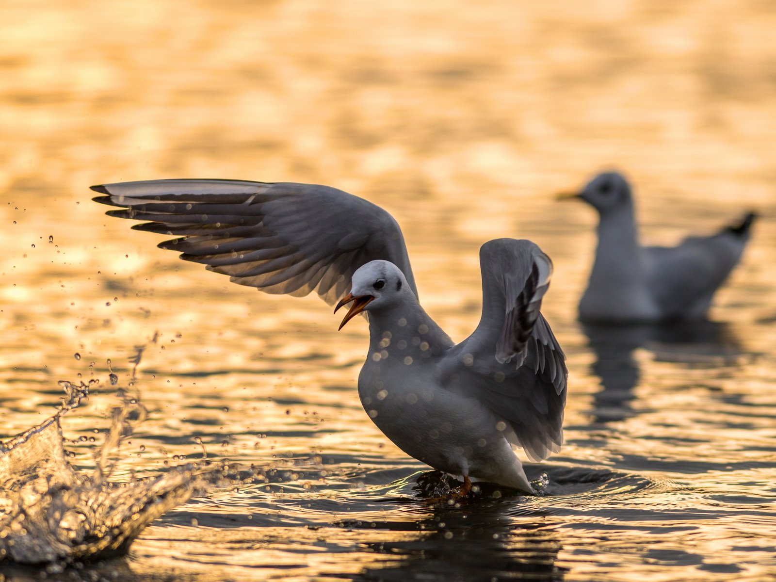 Обои вода, angry bird, природа, крылья, чайка, птицы, клюв, перья, чайки, water, nature, wings, seagull, birds, beak, feathers, seagulls разрешение 2560x1600 Загрузить