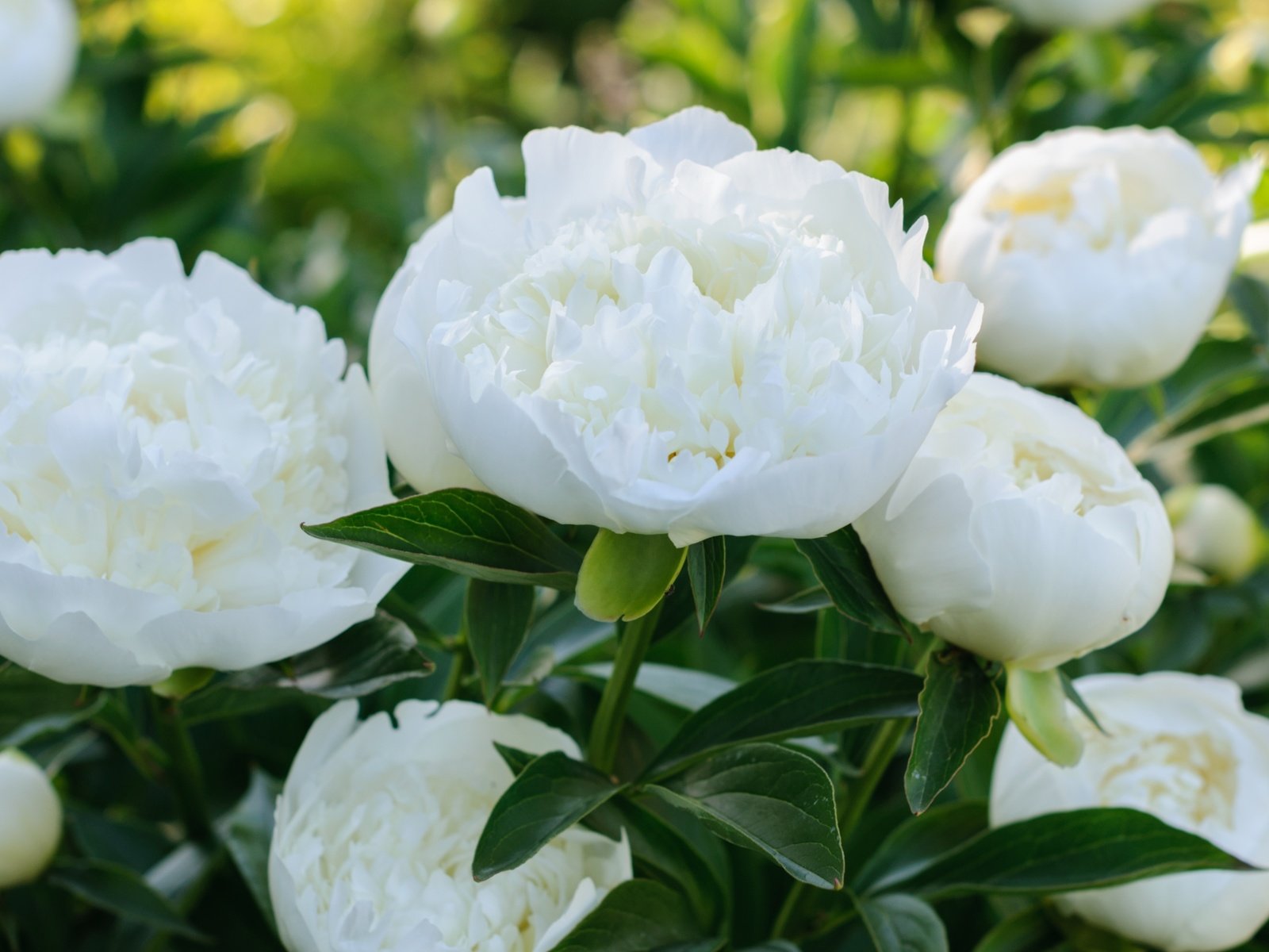 Обои макро, белый, пионы, macro, white, peonies разрешение 3000x1964 Загрузить