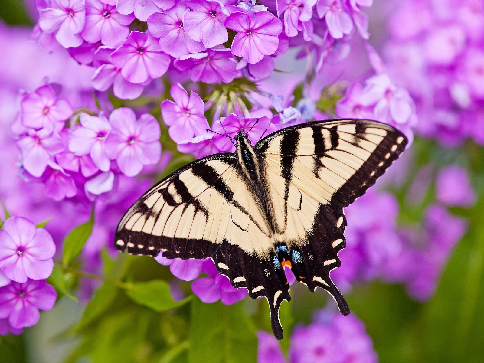 Обои цветы, макро, бабочка, парусник главк, флоксы, flowers, macro, butterfly, papilio glaucus, phlox разрешение 2048x1612 Загрузить