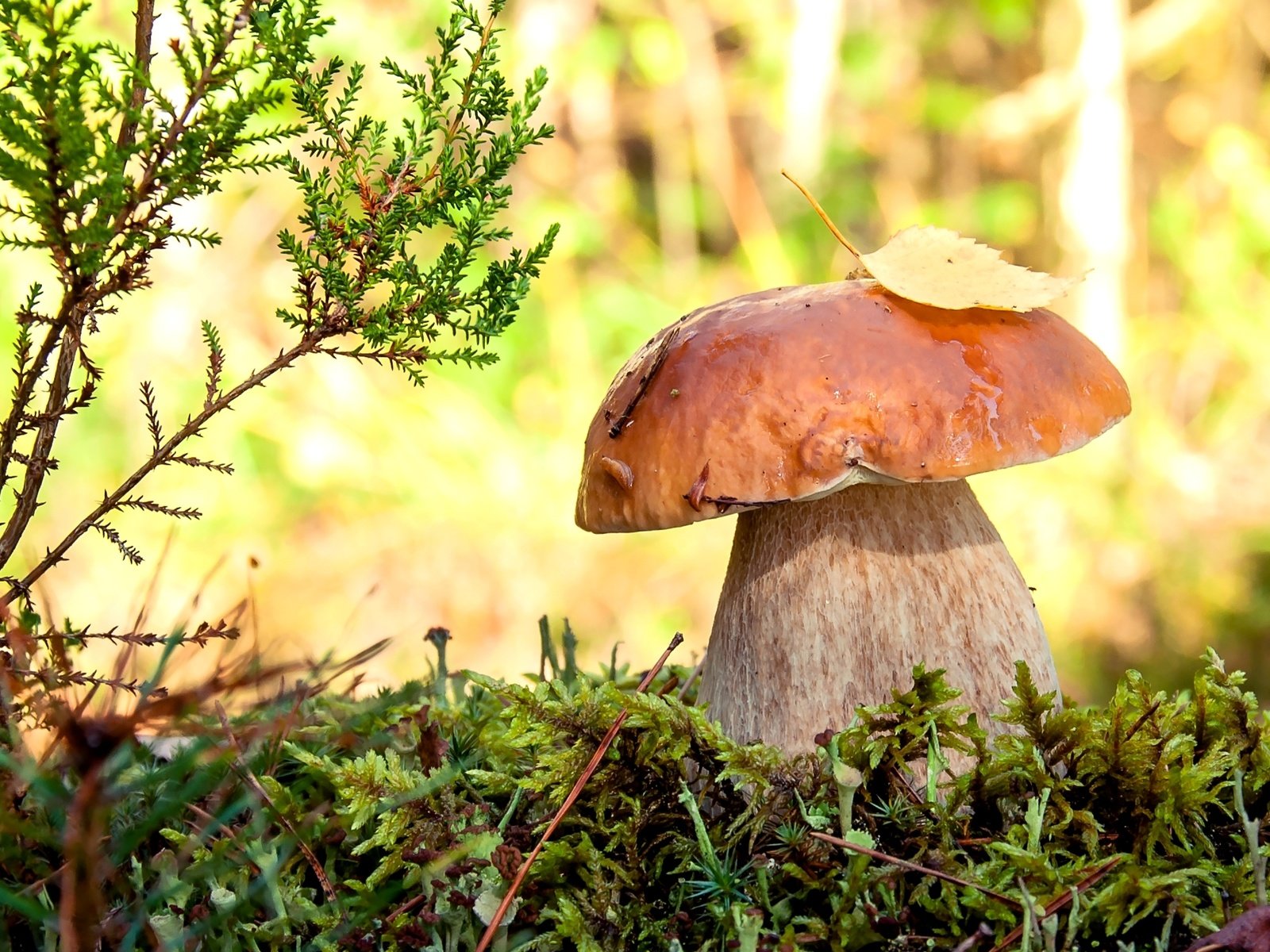 Обои макро, мох, белый гриб, боровик, macro, moss, white mushroom, borovik разрешение 2400x1471 Загрузить