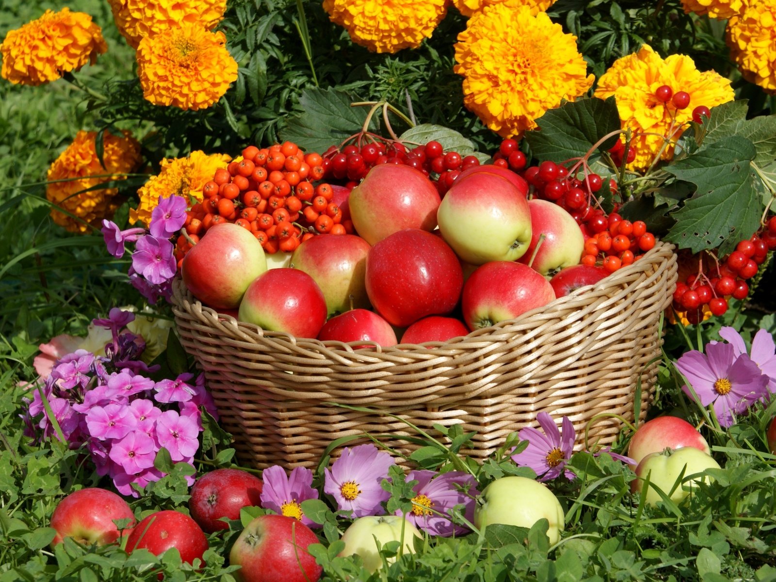 Обои цветы, флоксы, яблоки, корзина, урожай, рябина, бархатцы, космея, калина, flowers, phlox, apples, basket, harvest, rowan, marigolds, kosmeya, kalina разрешение 3000x1972 Загрузить